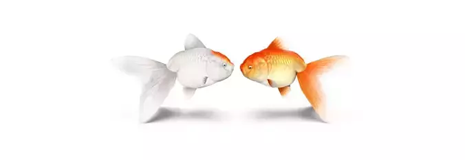 Gold Fish Low-poly 3D model