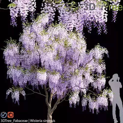 Fabaceae - Wisteria sinensis 04 3D model