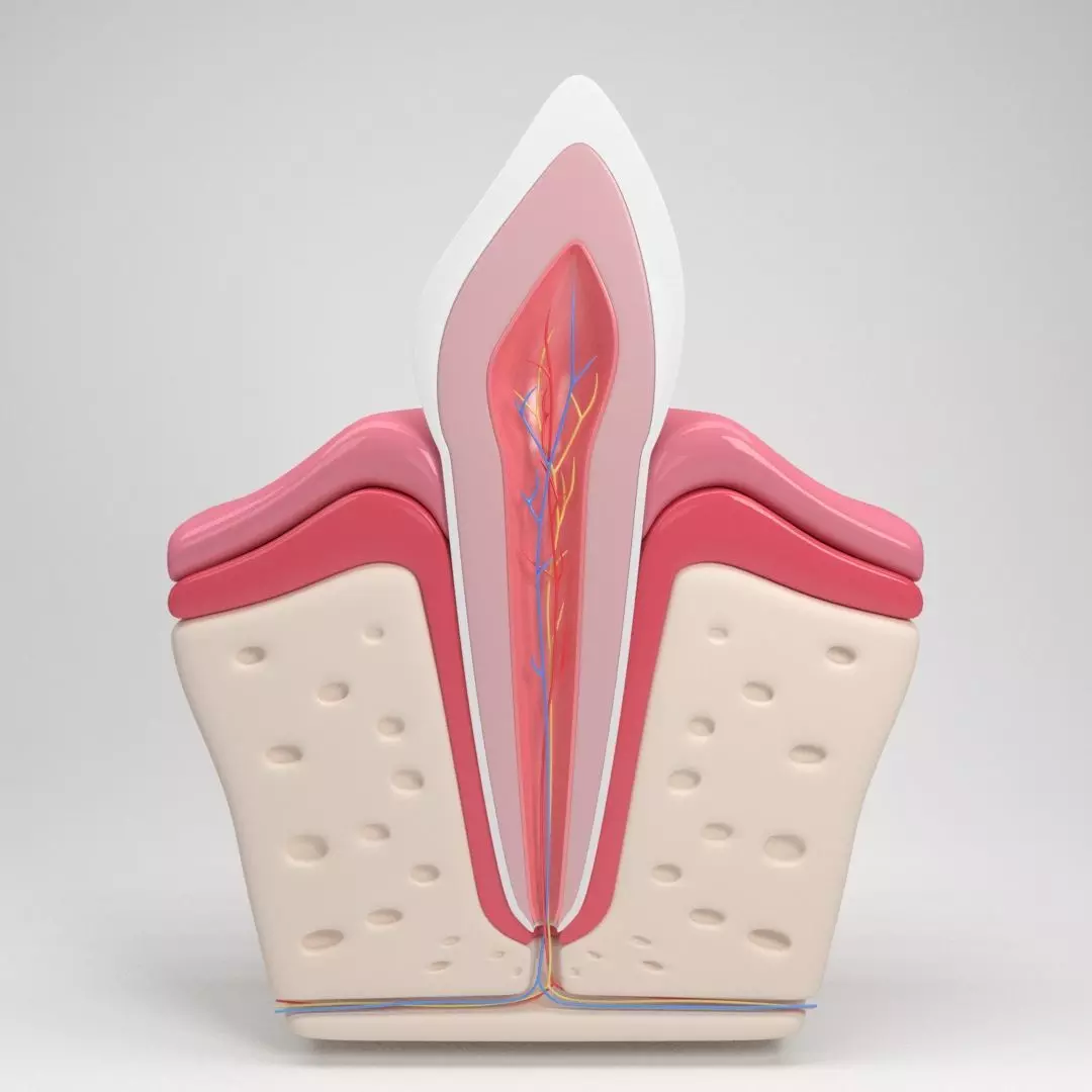 tooth inside of human skin 3D model
