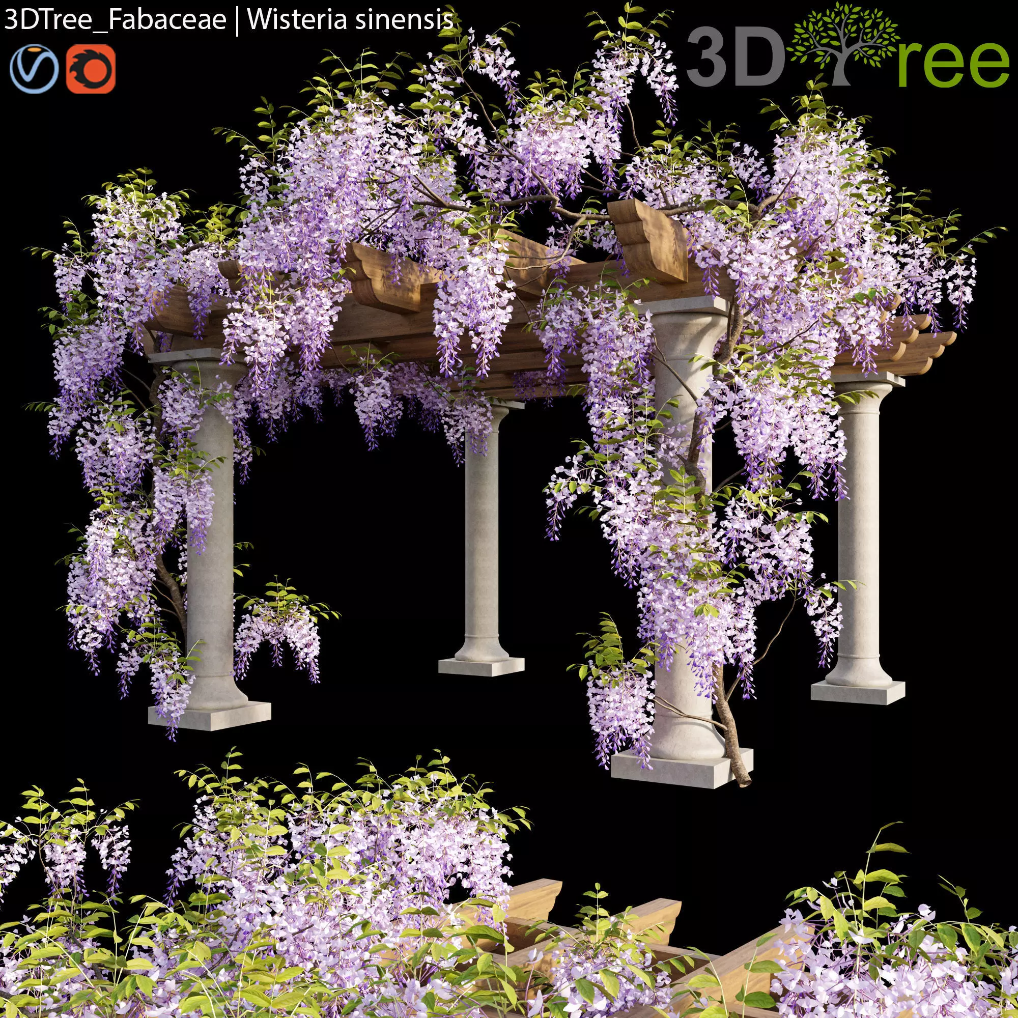 Fabaceae - Wisteria sinensis 05 3D model_0