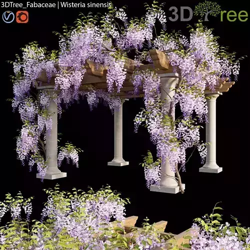 Fabaceae - Wisteria sinensis 05 3D model
