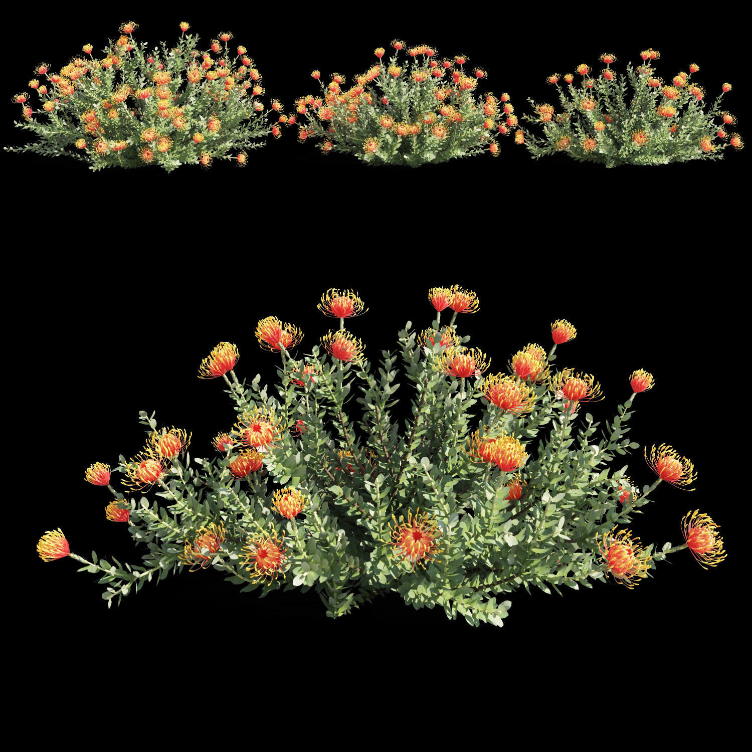 Leucospermum cordifolium 3D model_2