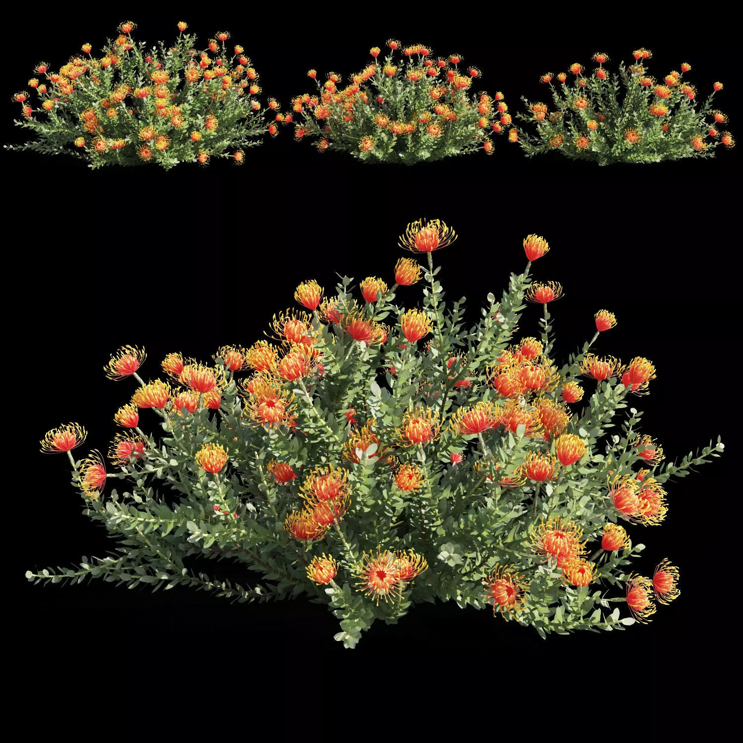 Leucospermum cordifolium 3D model_0