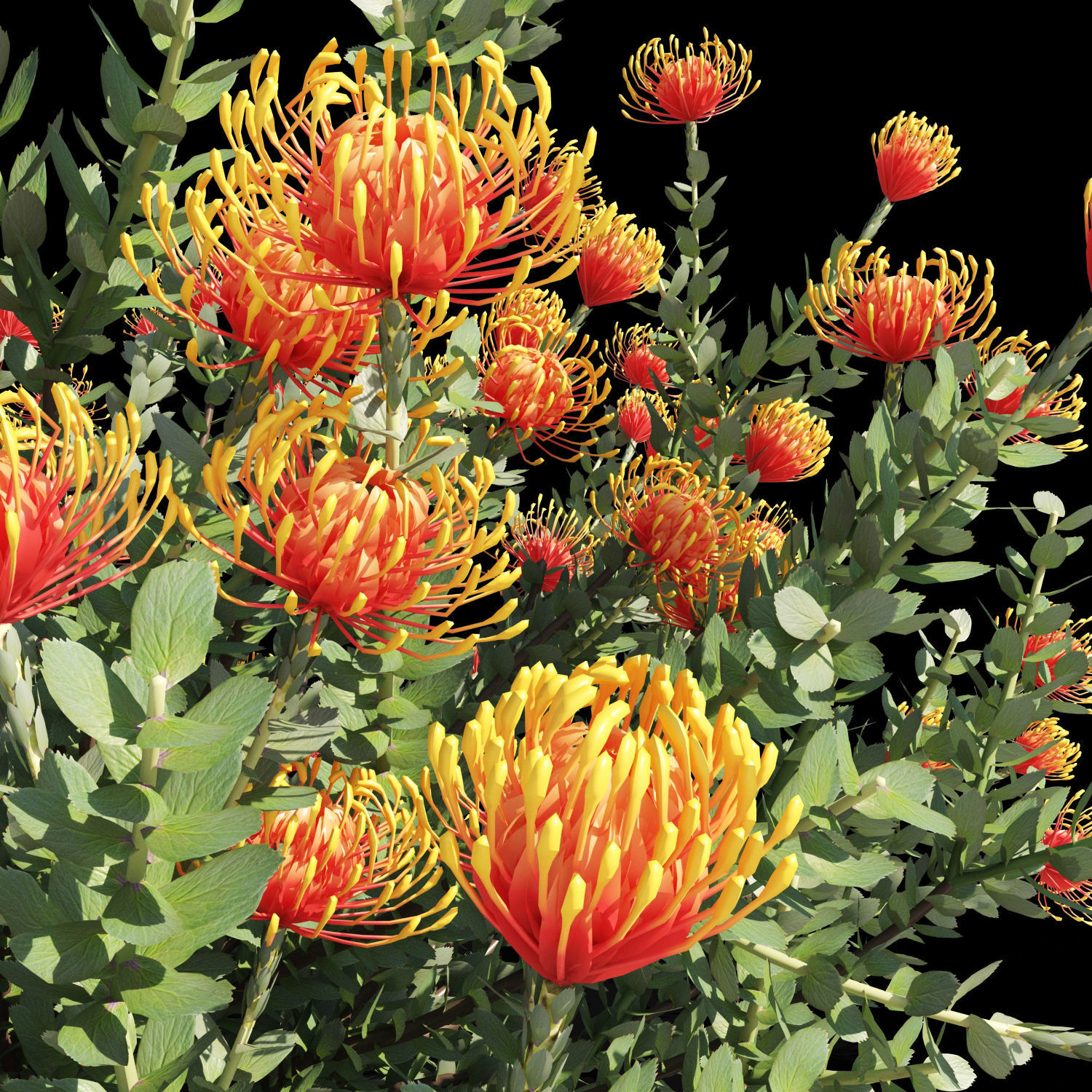 Leucospermum cordifolium 3D model_4