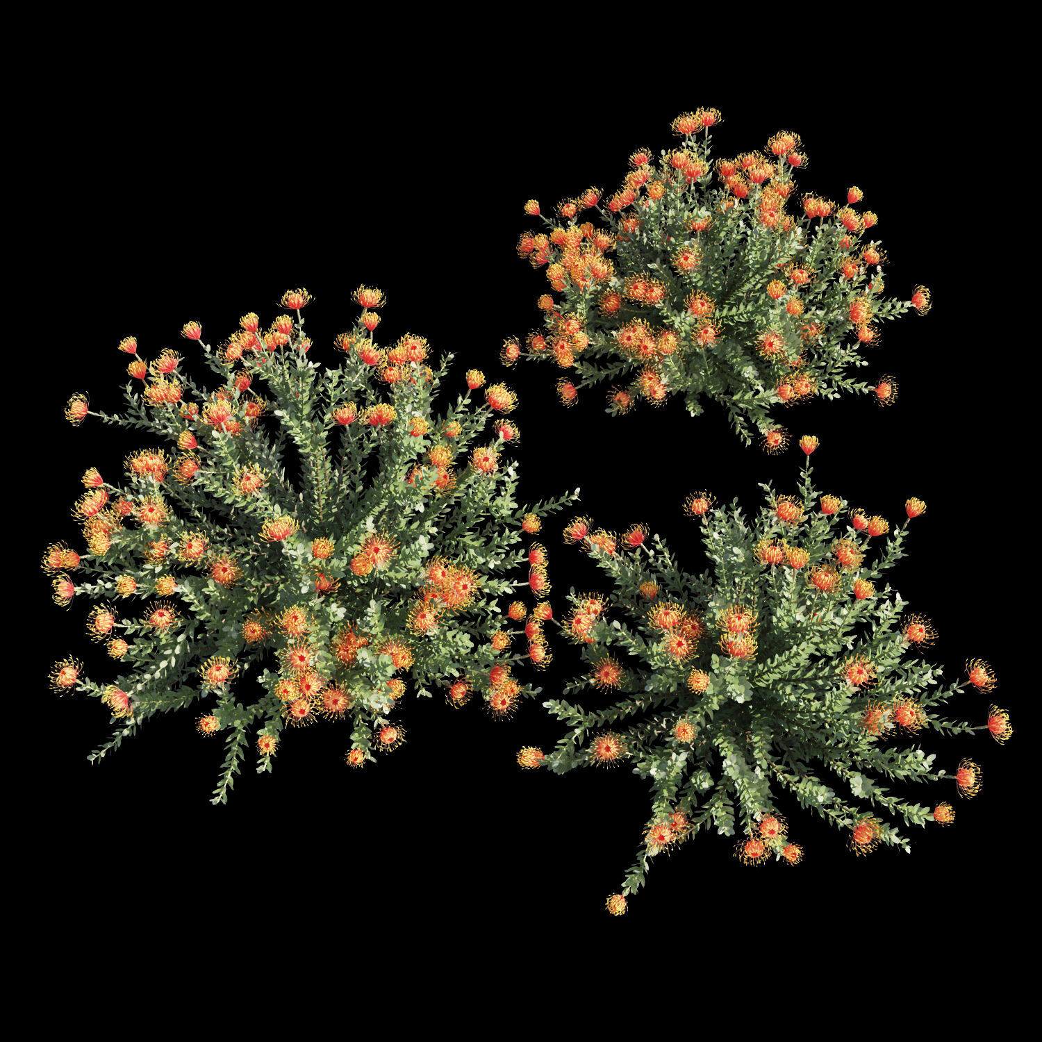 Leucospermum cordifolium 3D model_3