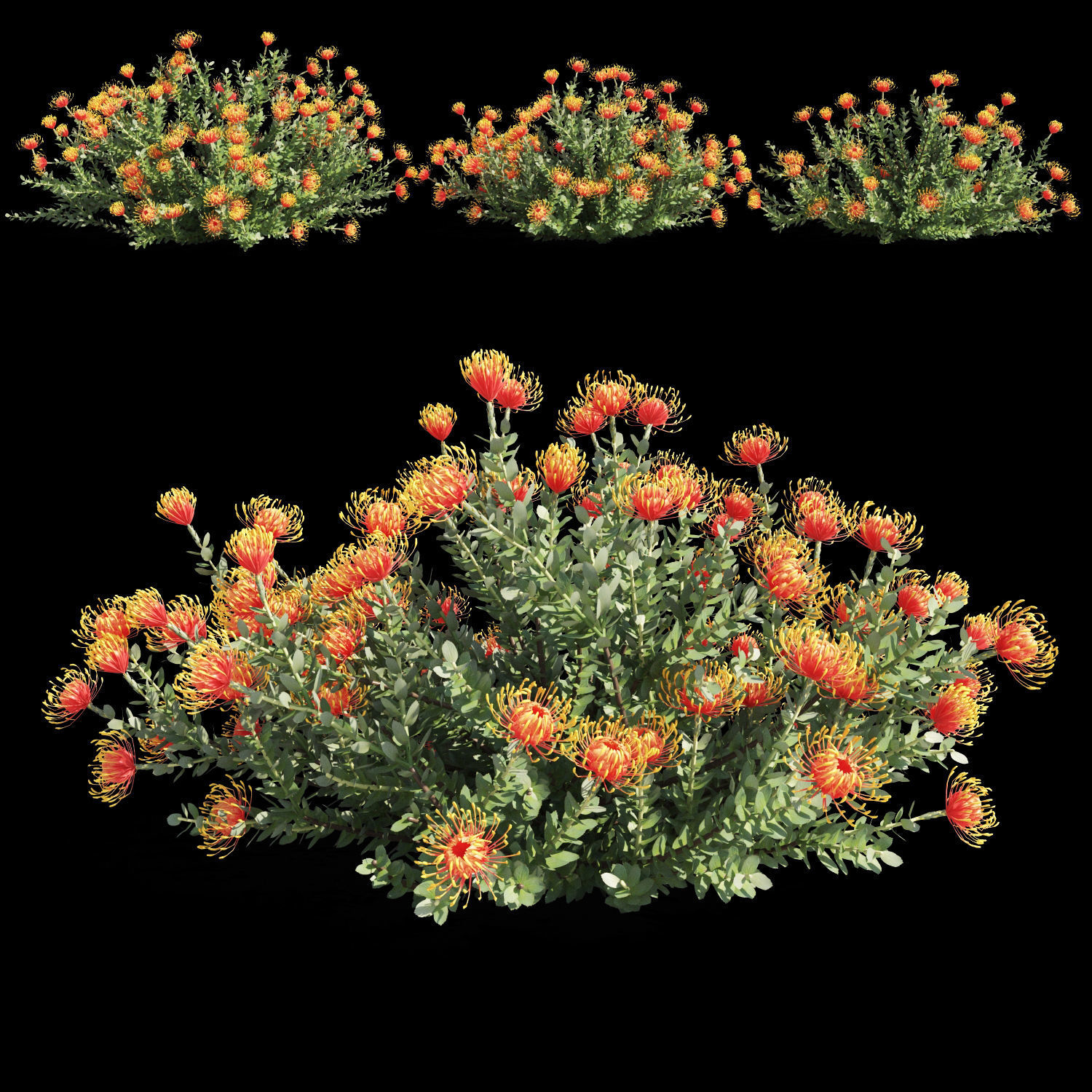 Leucospermum cordifolium 3D model_1
