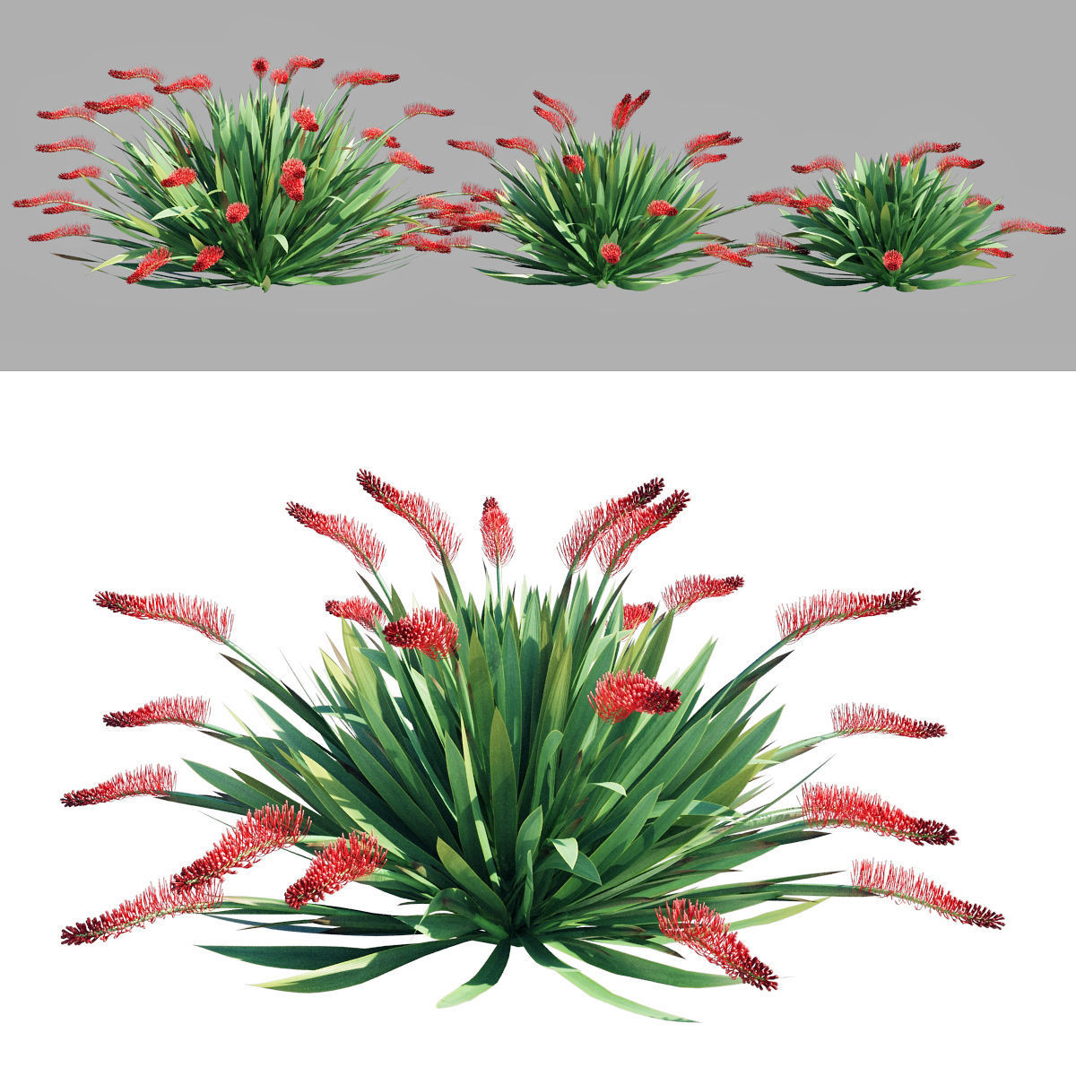 Poor Knights Lilly - Xeronema Callistemon 3D model_2