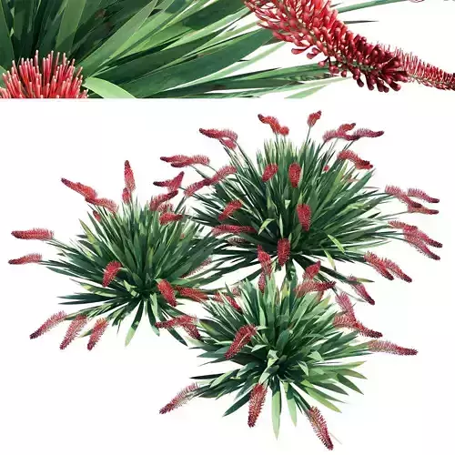 Poor Knights Lilly - Xeronema Callistemon 3D model