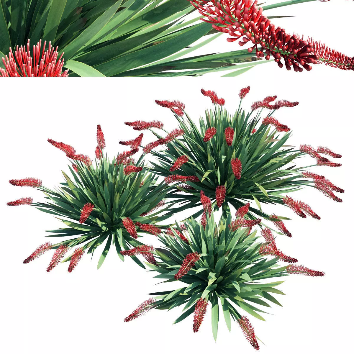 Poor Knights Lilly - Xeronema Callistemon 3D model_0