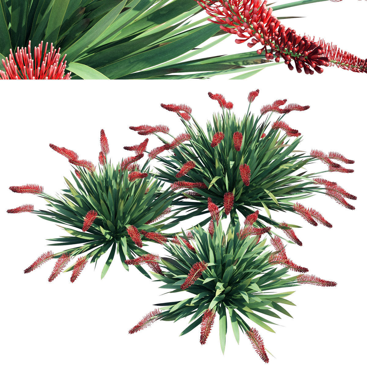Poor Knights Lilly - Xeronema Callistemon