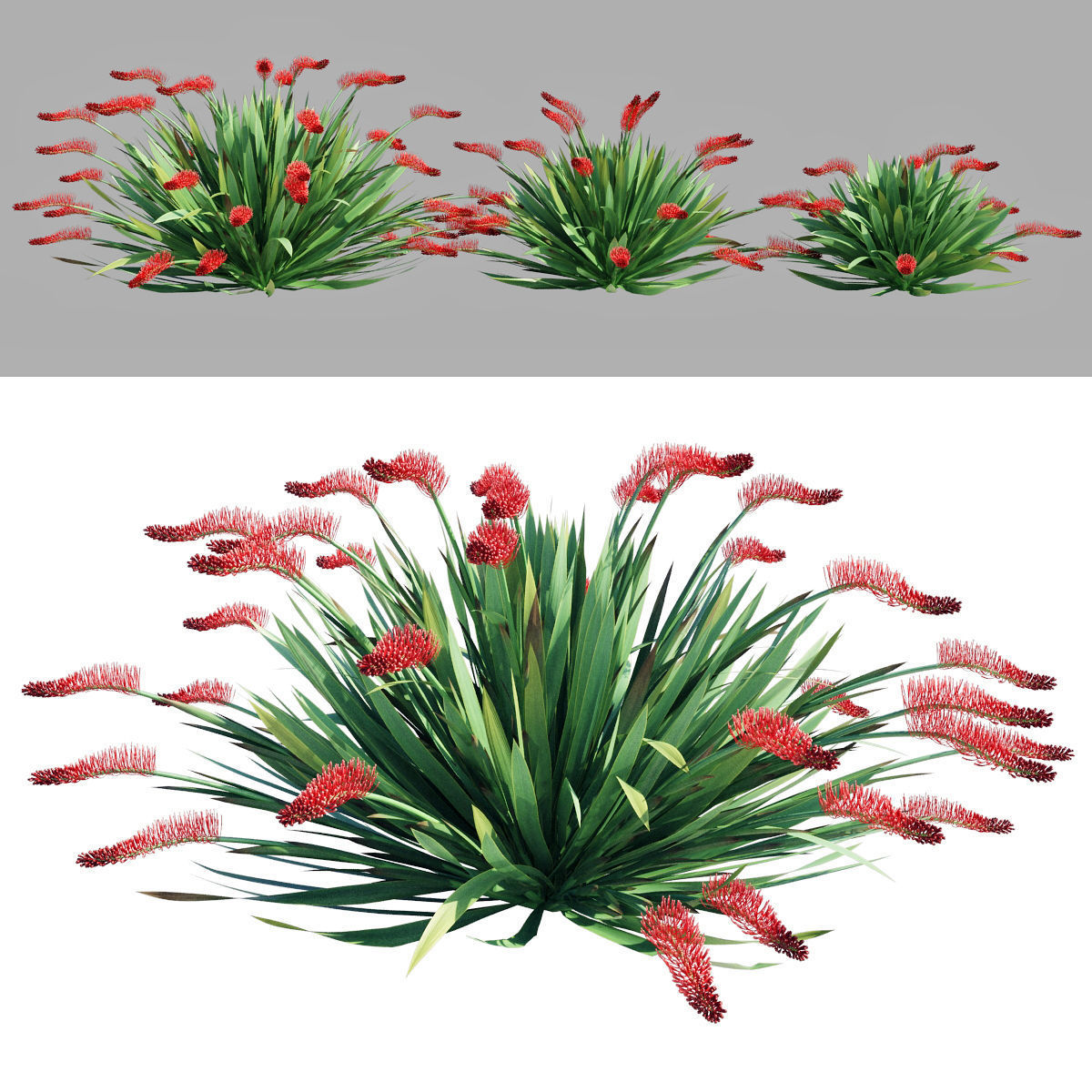 Poor Knights Lilly - Xeronema Callistemon 3D model_1