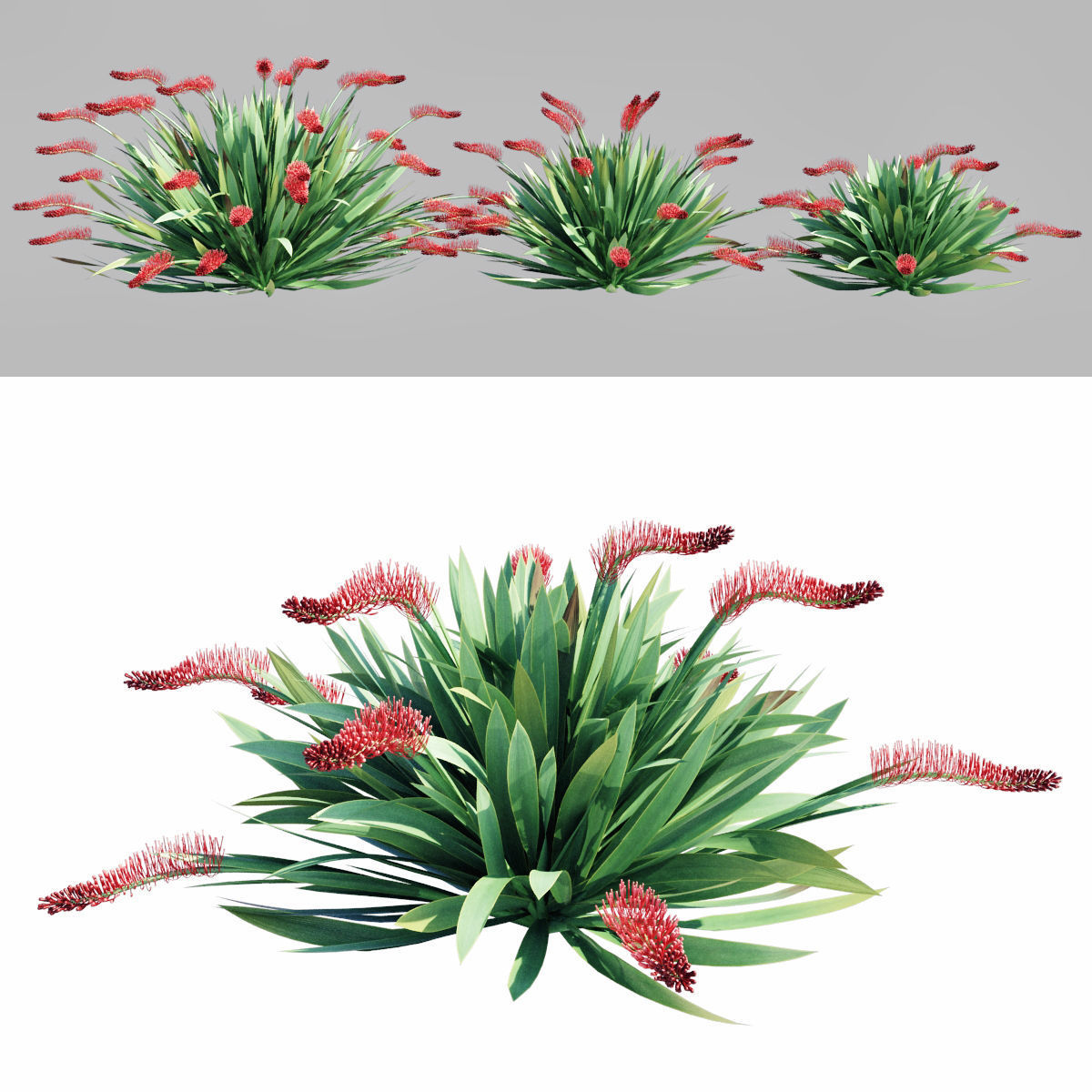 Poor Knights Lilly - Xeronema Callistemon 3D model_3