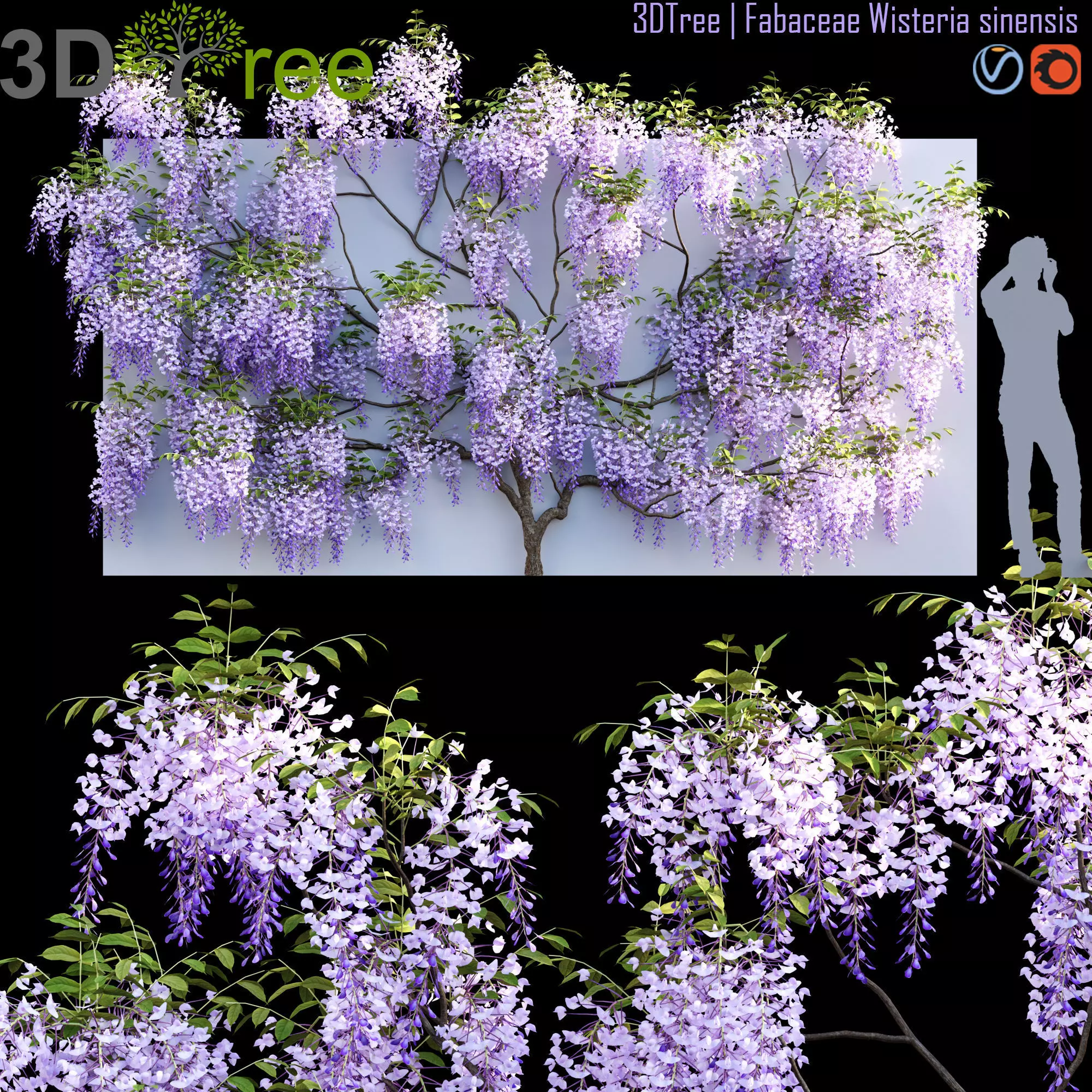 Fabaceae - Wisteria sinensis 06 3D model