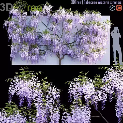 Fabaceae - Wisteria sinensis 06 3D model