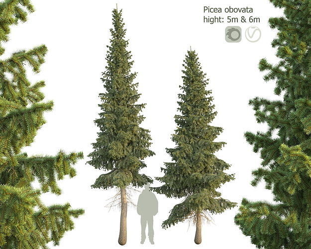 Siberian spruce Picea obovata 5m and 6m 3D model