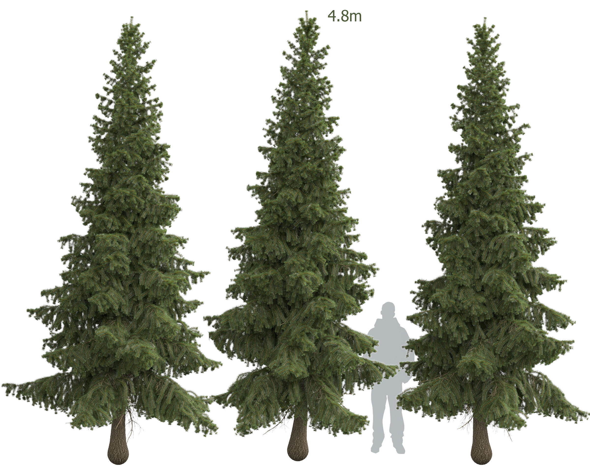 Siberian spruce Picea obovata 4m and 5m 3D model_2