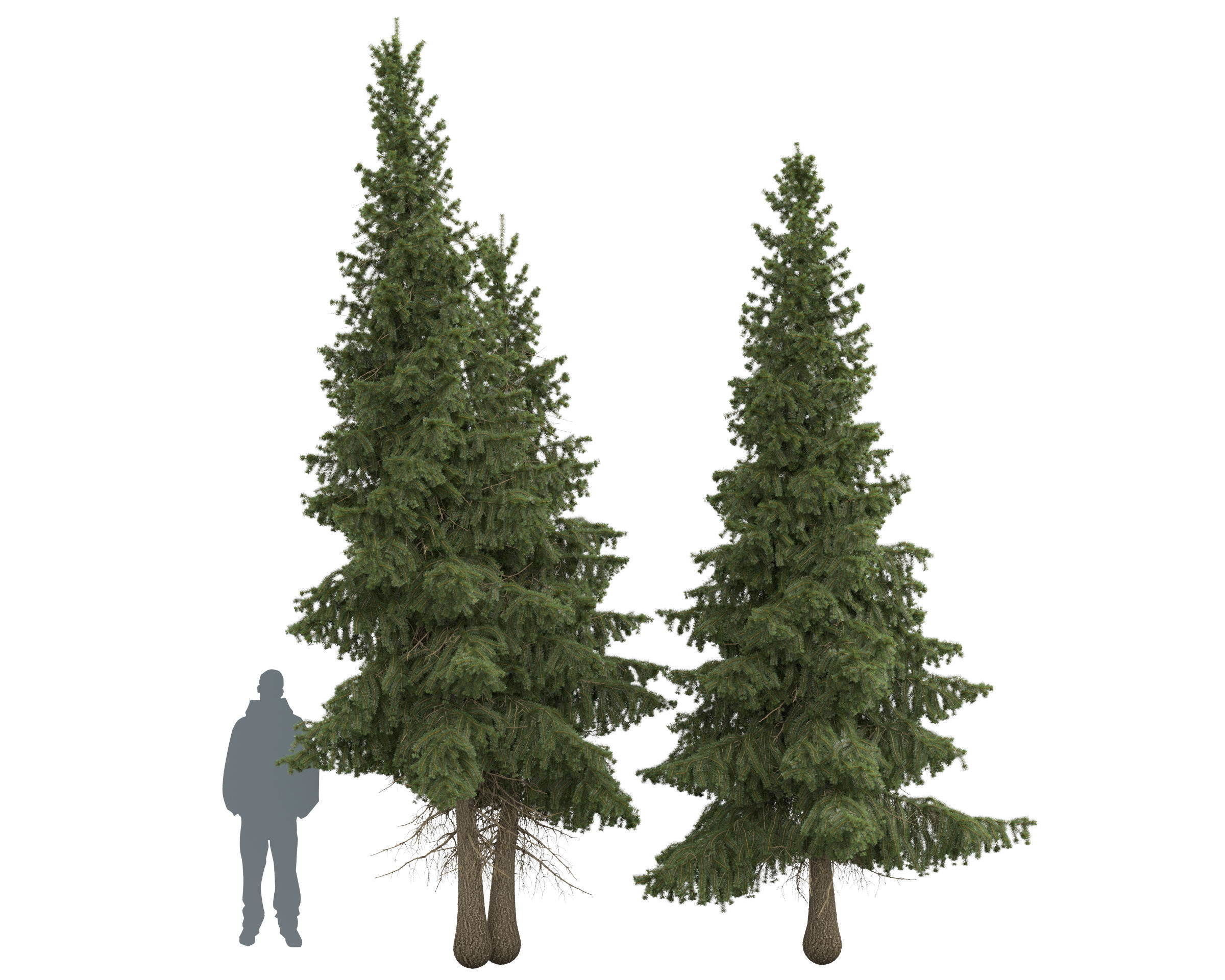 Siberian spruce Picea obovata 4m and 5m 3D model_11