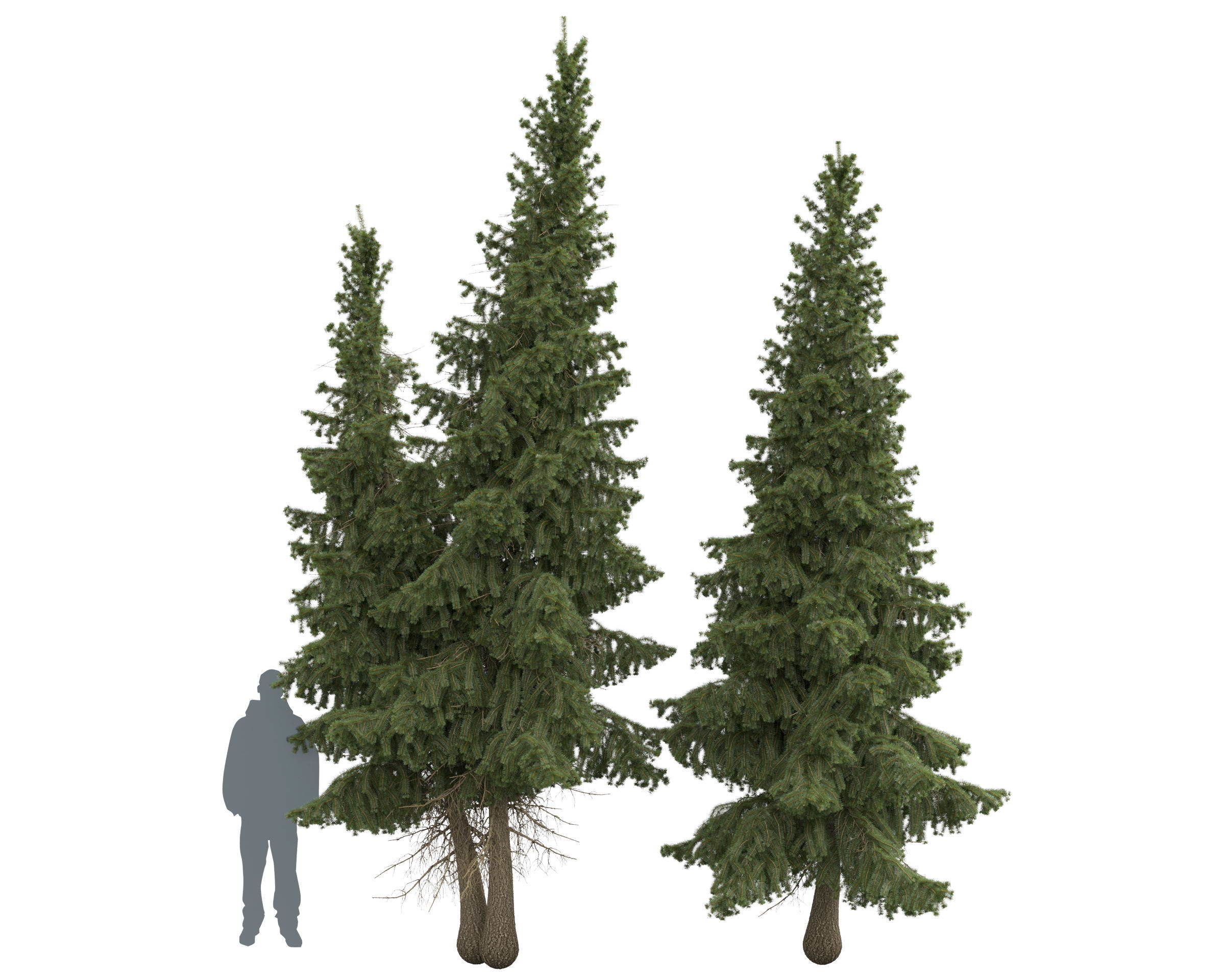 Siberian spruce Picea obovata 4m and 5m 3D model_14