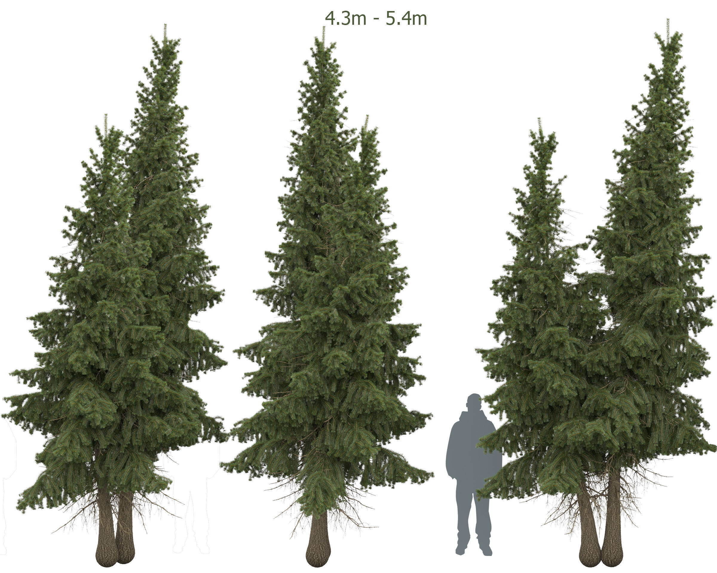 Siberian spruce Picea obovata 4m and 5m 3D model_1