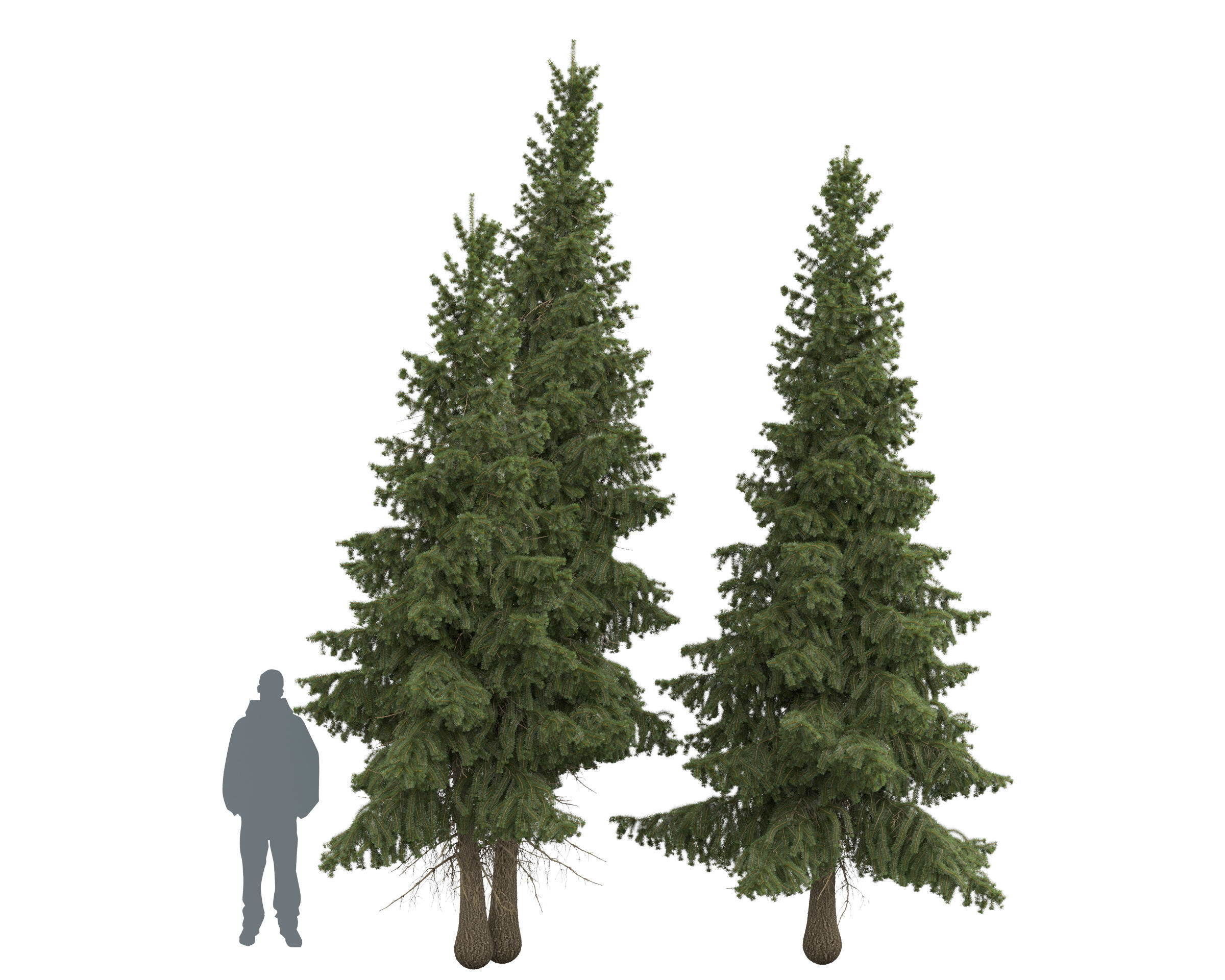 Siberian spruce Picea obovata 4m and 5m 3D model_5