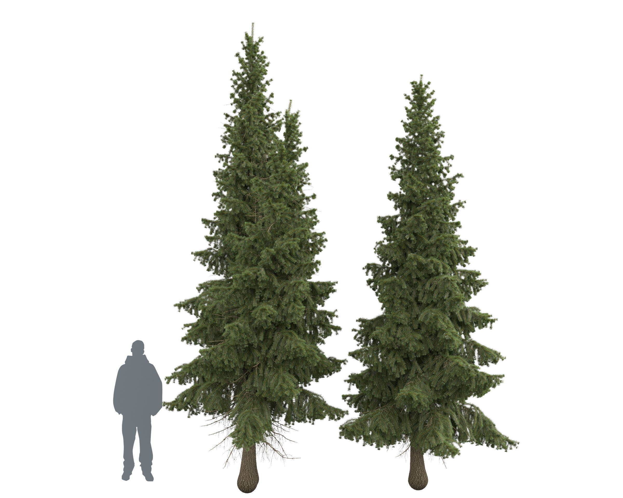 Siberian spruce Picea obovata 4m and 5m 3D model_7