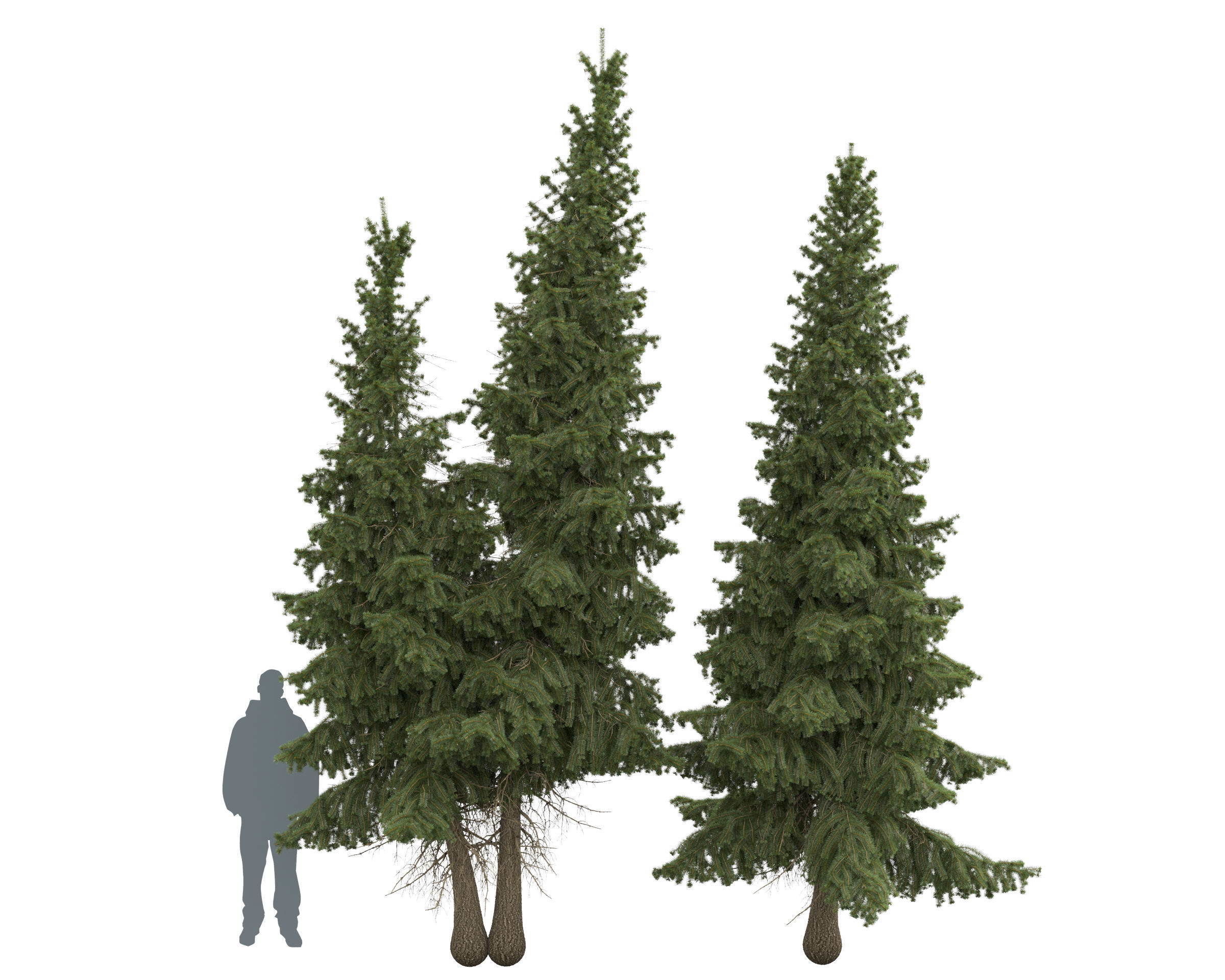Siberian spruce Picea obovata 4m and 5m 3D model_4