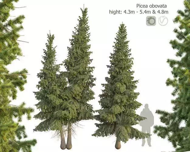 Siberian spruce Picea obovata 4m and 5m
