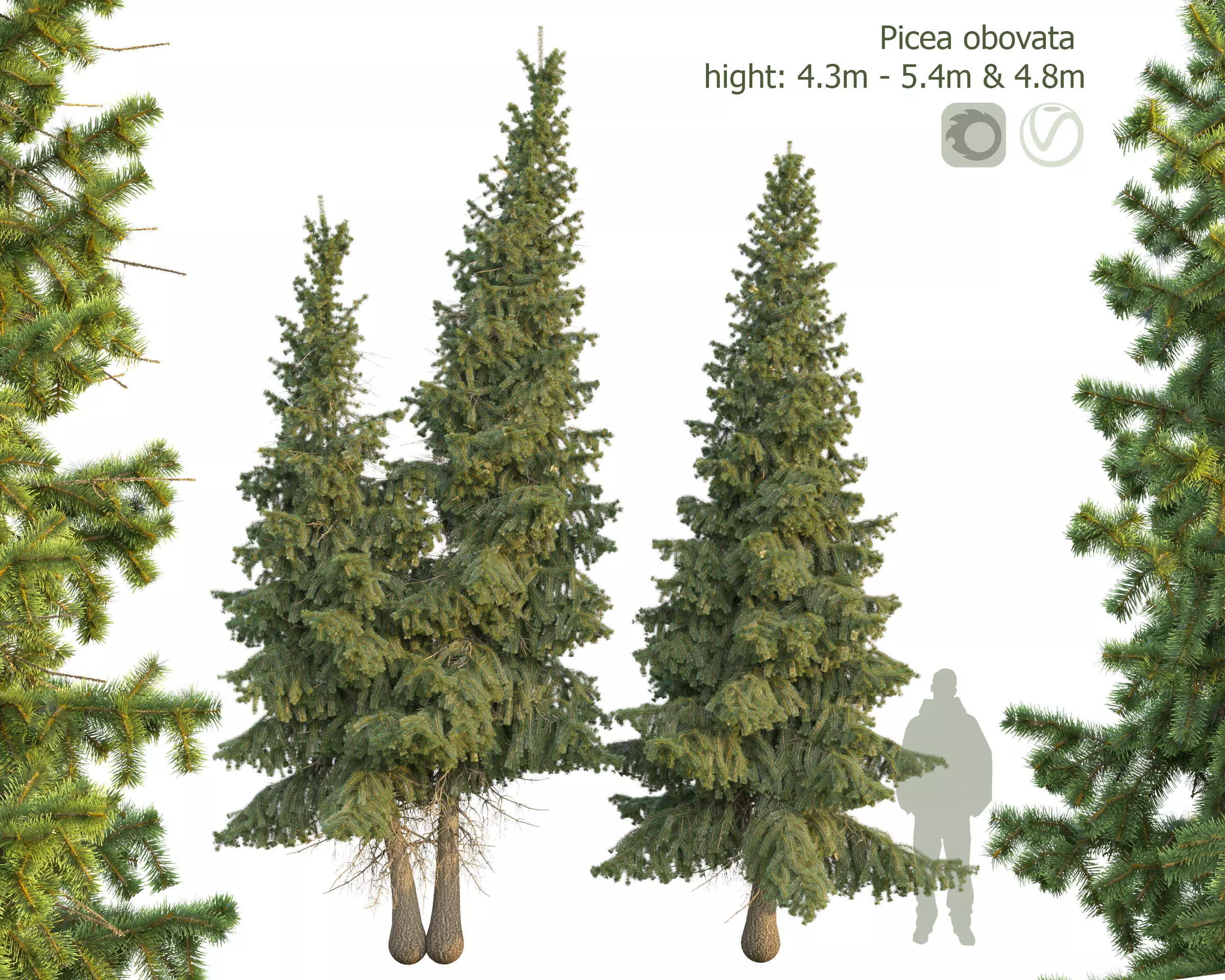 Siberian spruce Picea obovata 4m and 5m 3D model_0