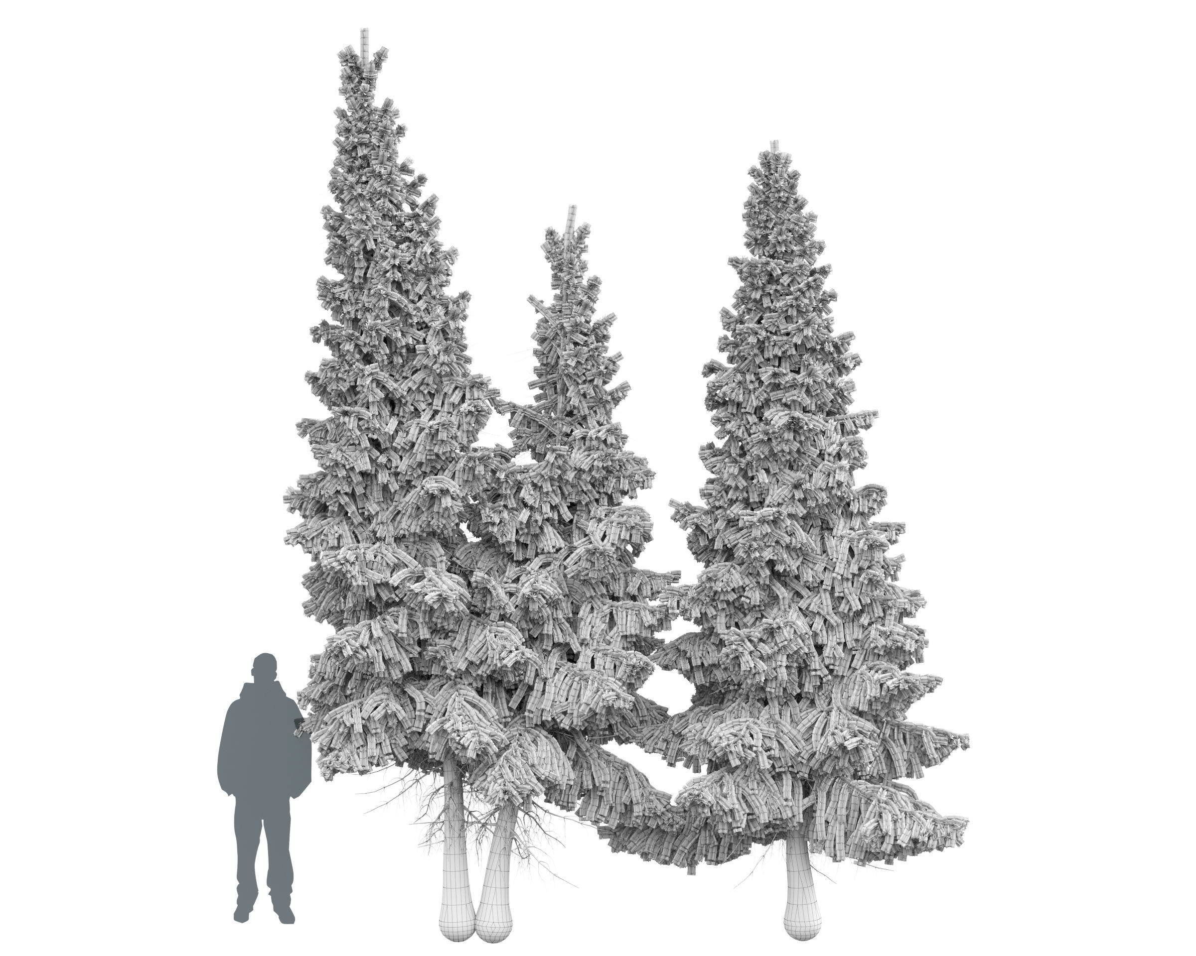 Siberian spruce Picea obovata 4m and 5m 3D model_12
