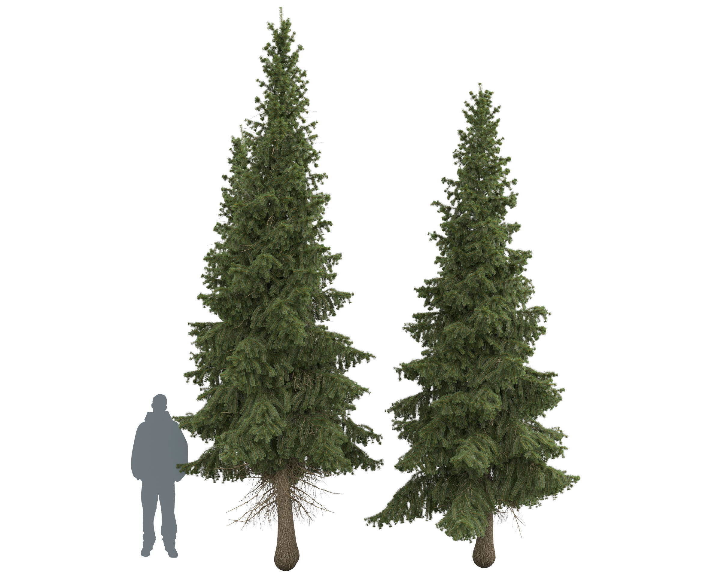 Siberian spruce Picea obovata 4m and 5m 3D model_13