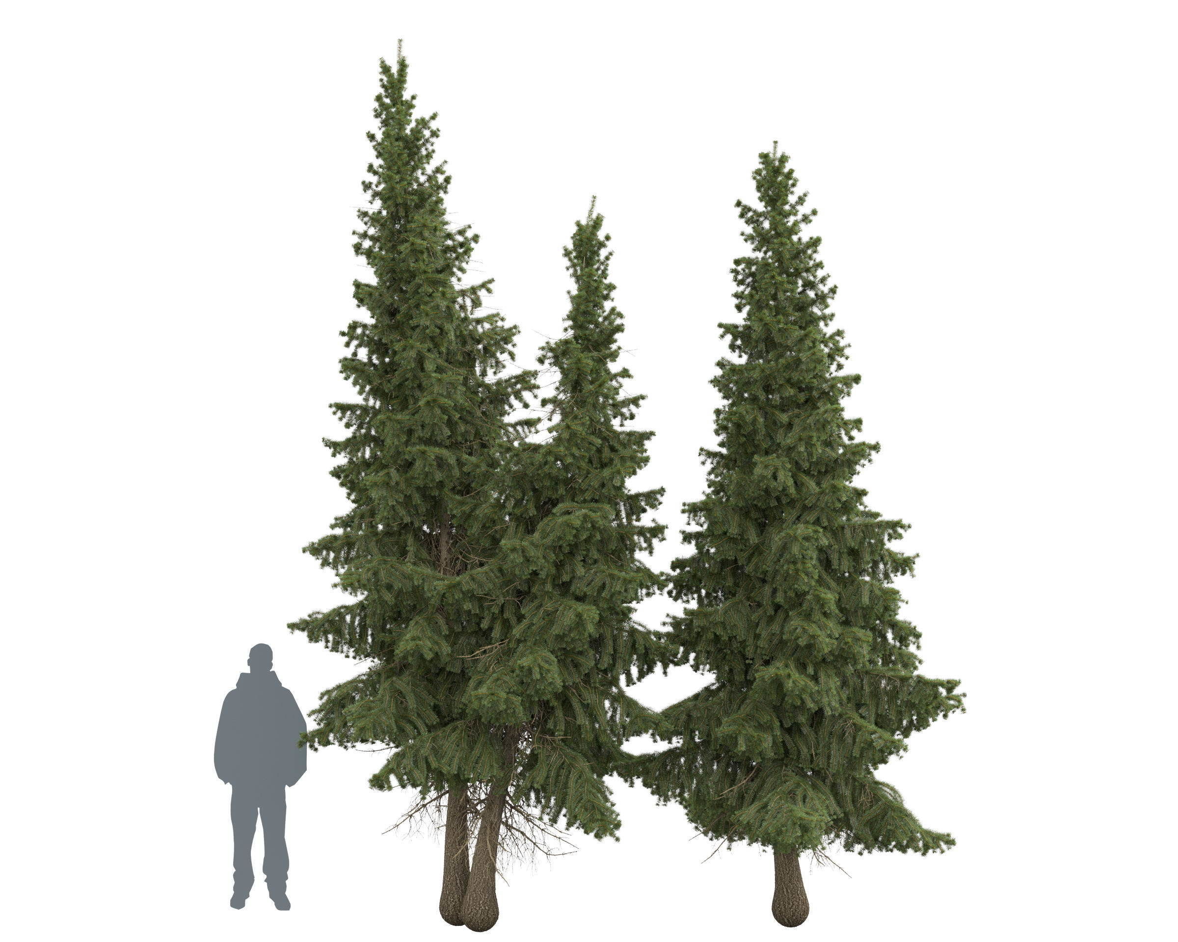 Siberian spruce Picea obovata 4m and 5m 3D model_8