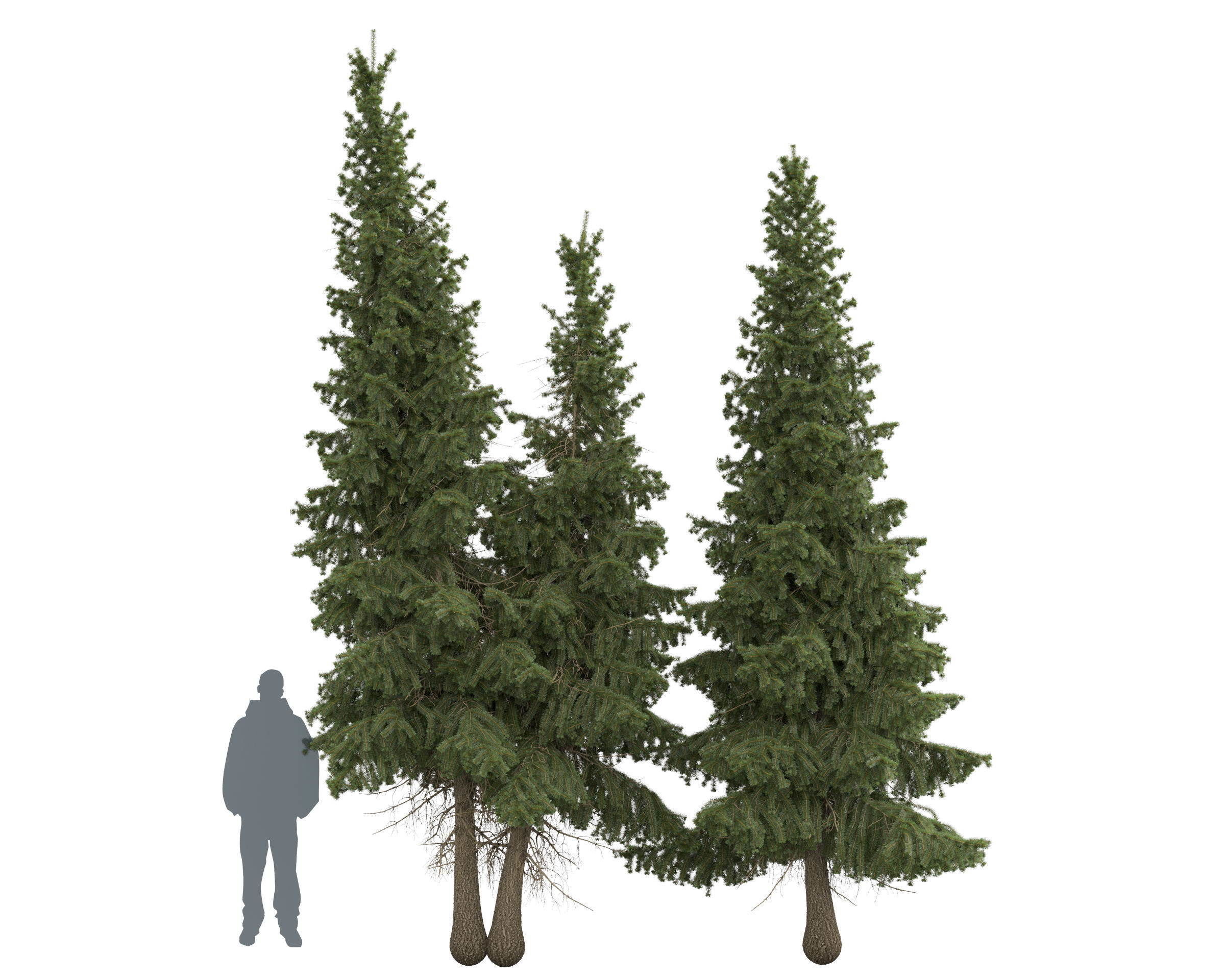 Siberian spruce Picea obovata 4m and 5m 3D model_10
