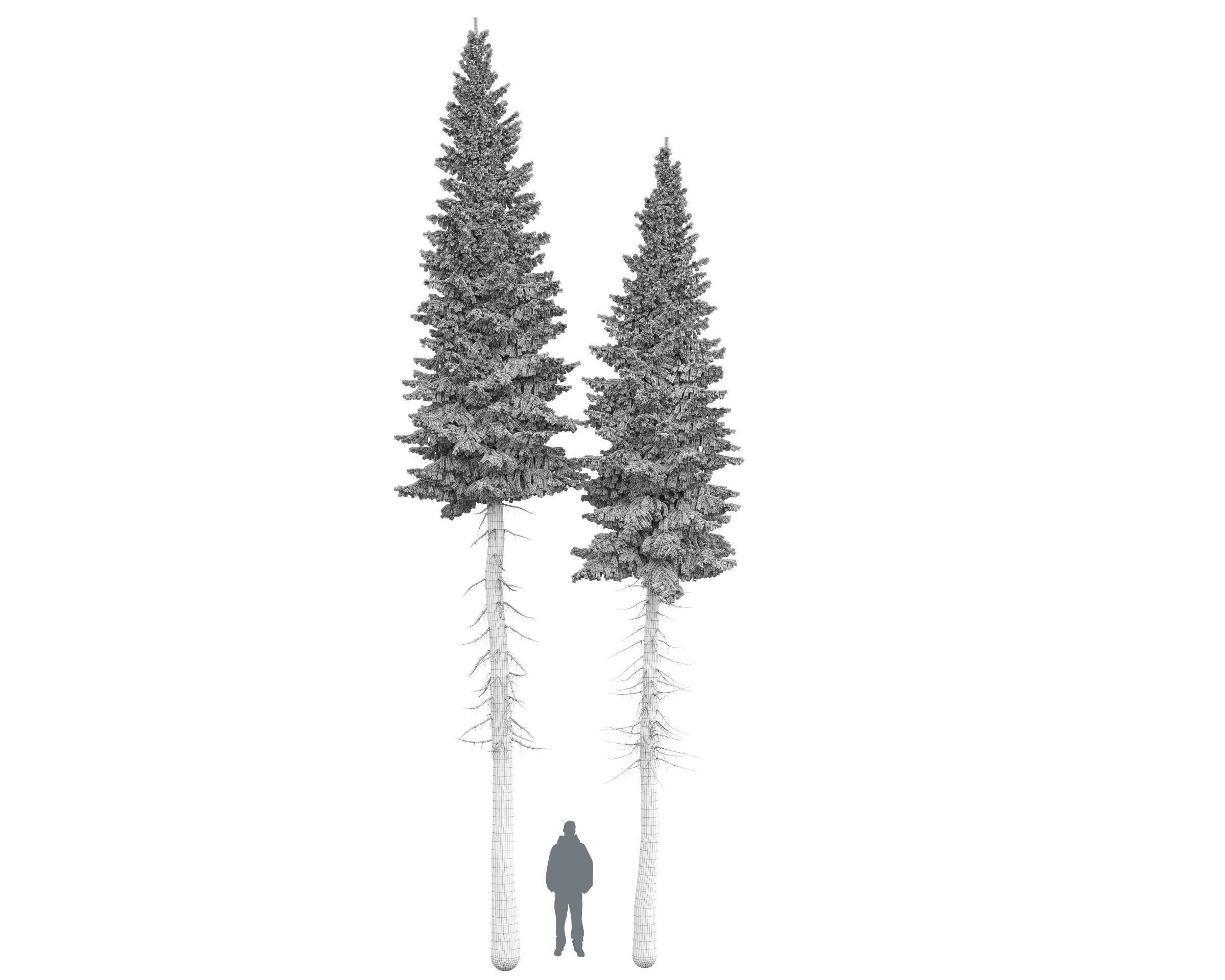 Siberian spruce Picea obovata 11m and 10m 3D model_6