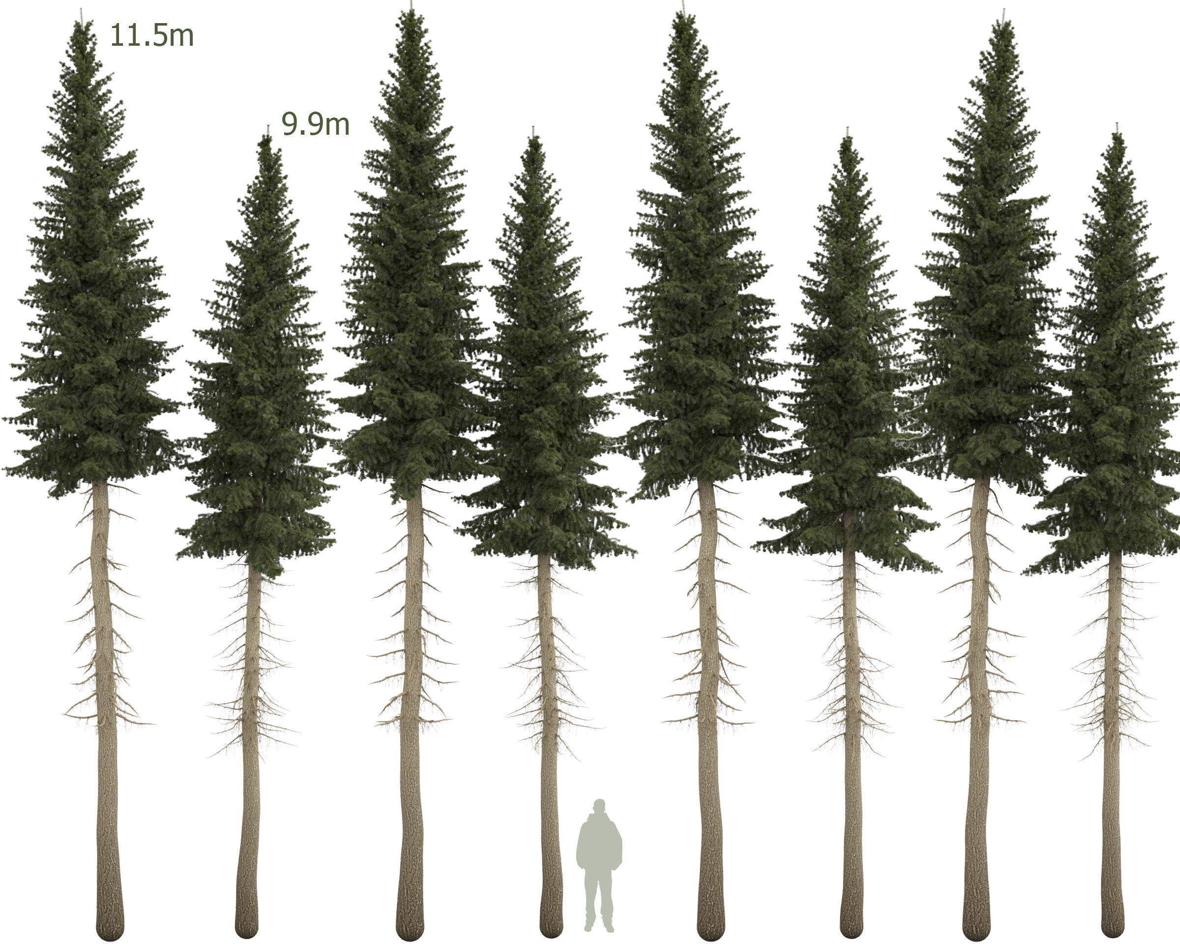 Siberian spruce Picea obovata 11m and 10m 3D model_2