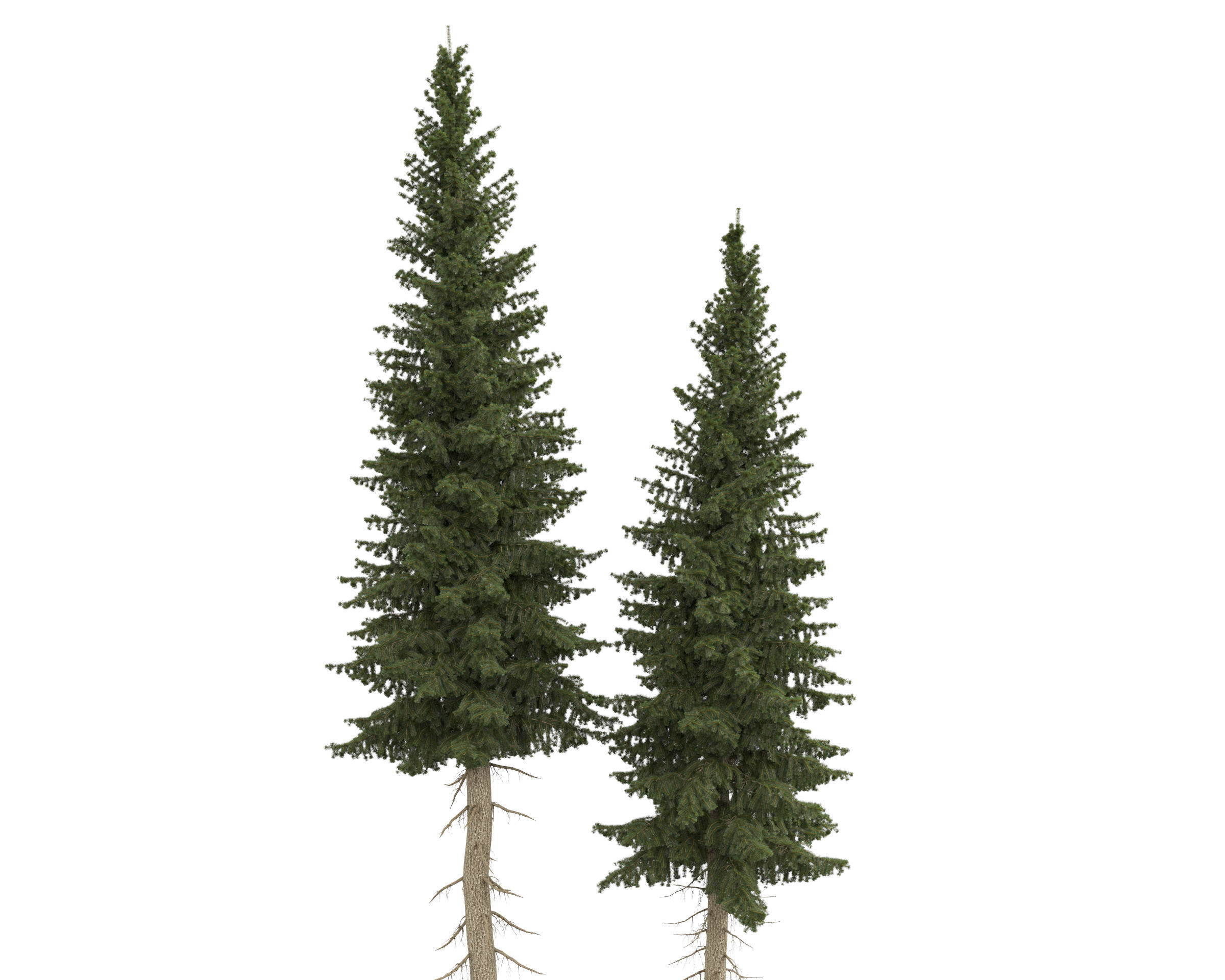 Siberian spruce Picea obovata 11m and 10m 3D model_16