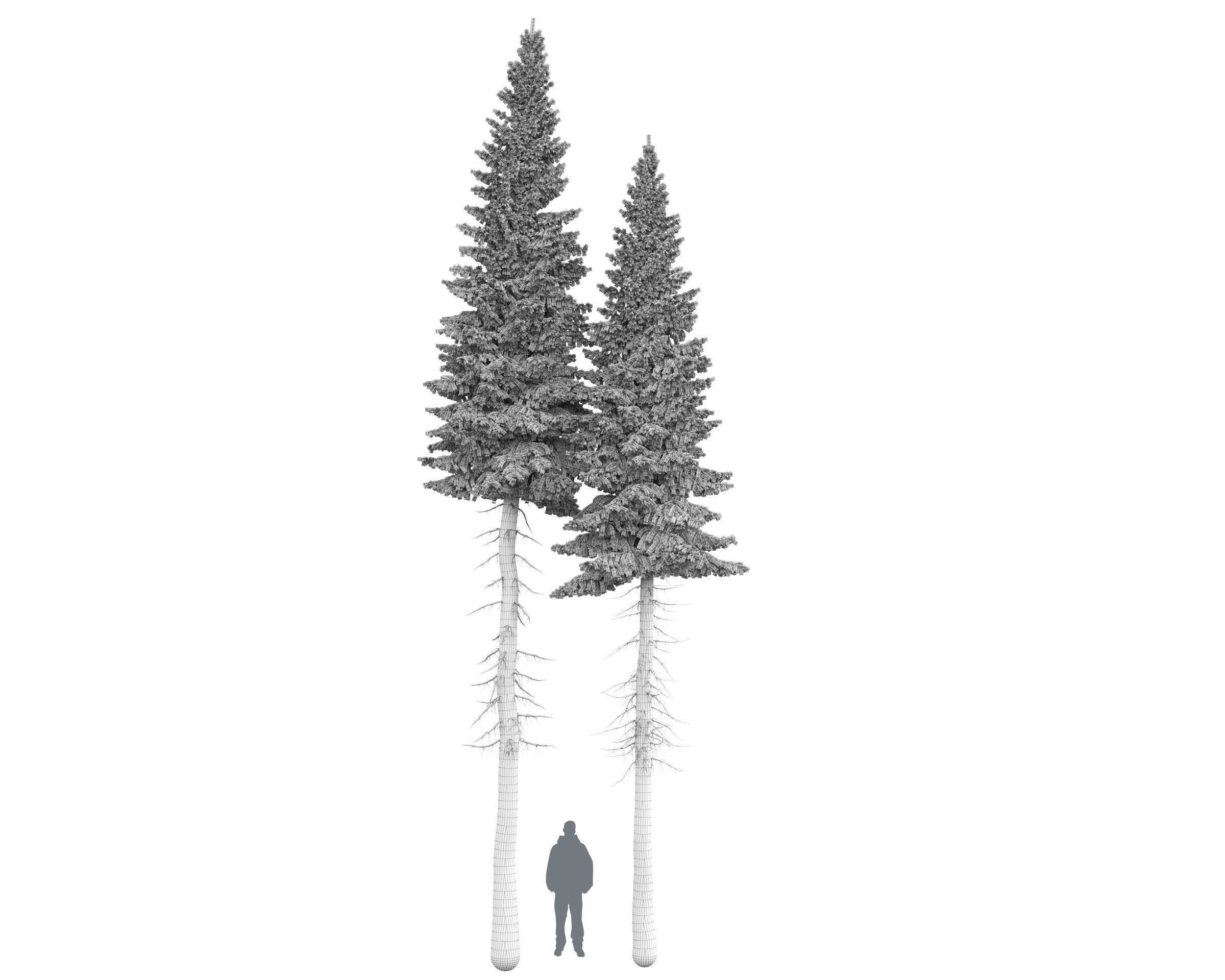 Siberian spruce Picea obovata 11m and 10m 3D model_15
