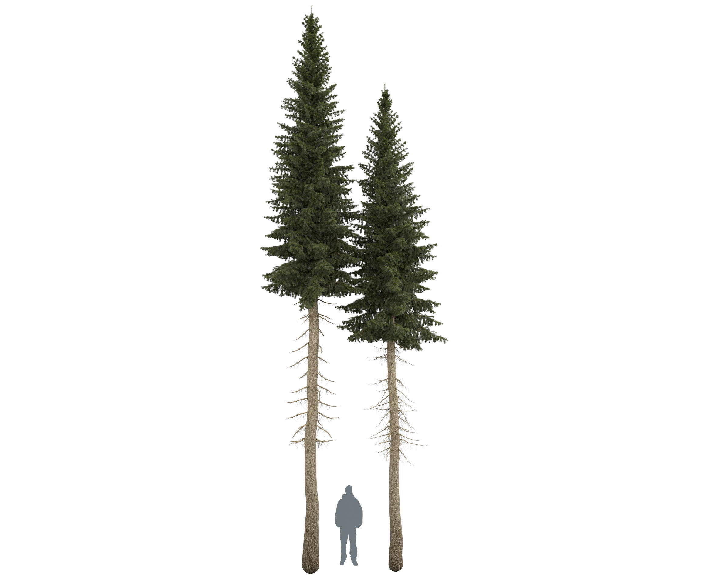 Siberian spruce Picea obovata 11m and 10m 3D model_8