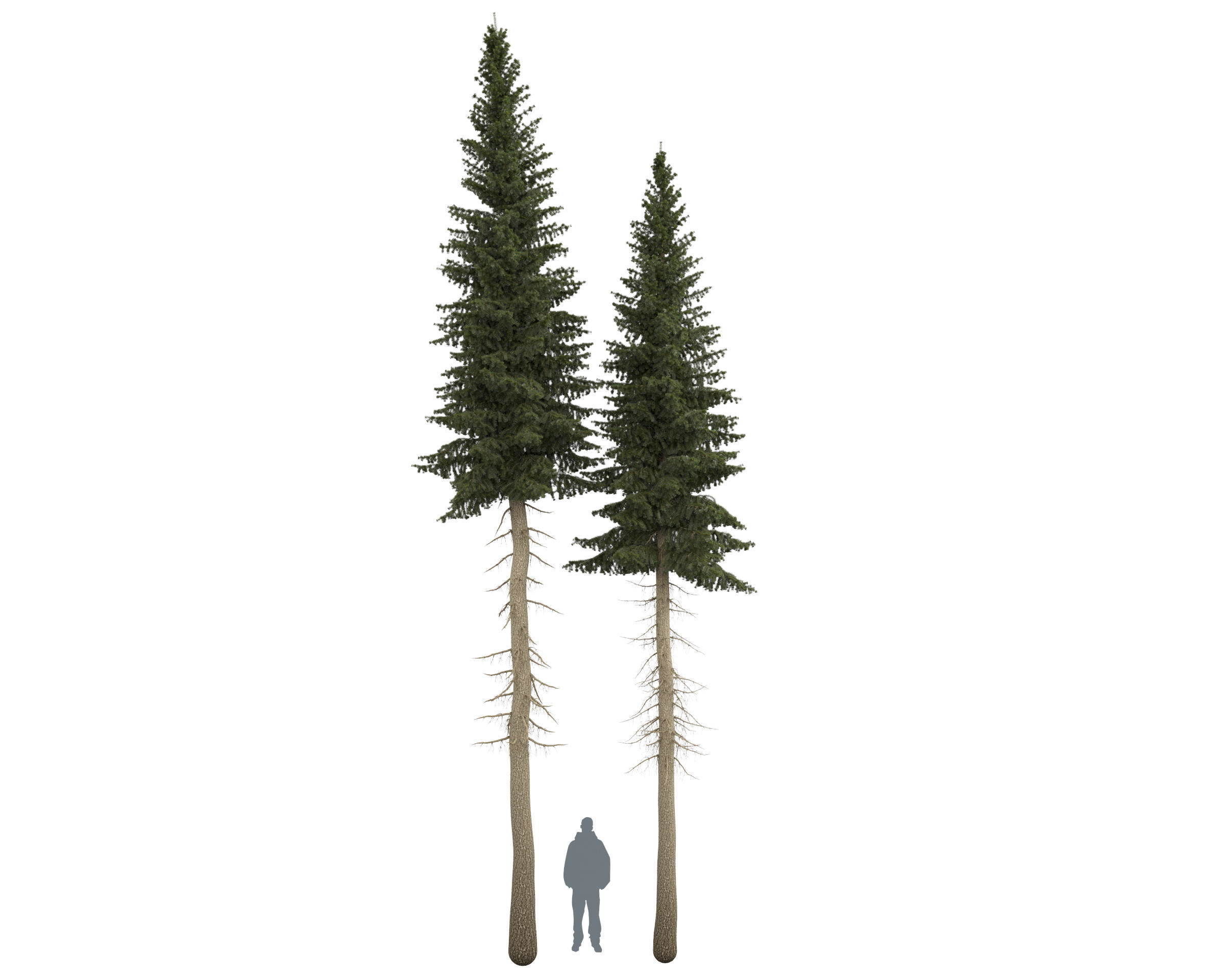 Siberian spruce Picea obovata 11m and 10m 3D model_7