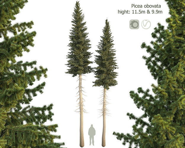Siberian spruce Picea obovata 11m and 10m 3D model