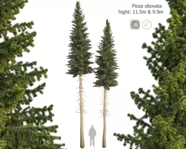 Siberian spruce Picea obovata 11m and 10m 3D model