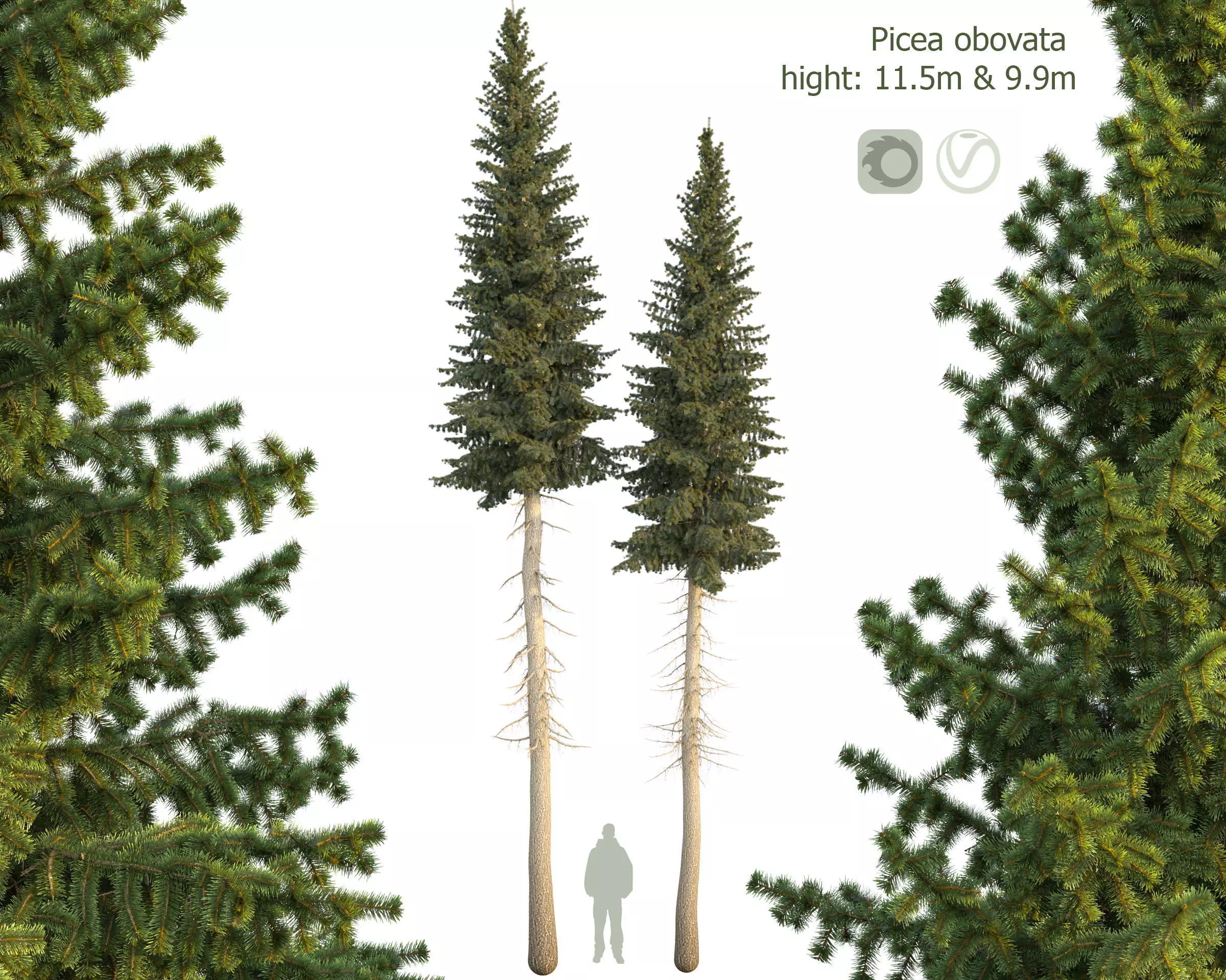 Siberian spruce Picea obovata 11m and 10m 3D model_0