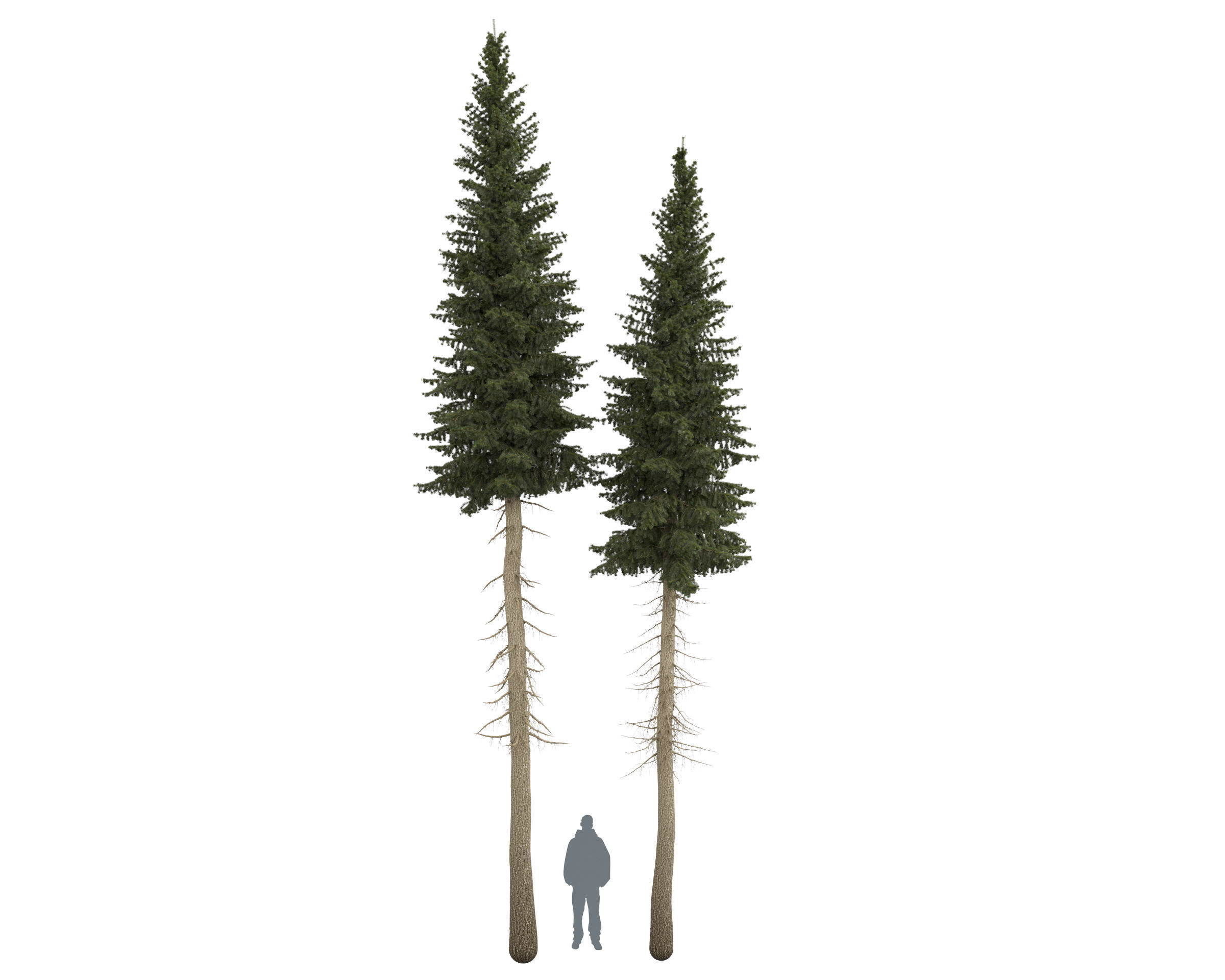 Siberian spruce Picea obovata 11m and 10m 3D model_4
