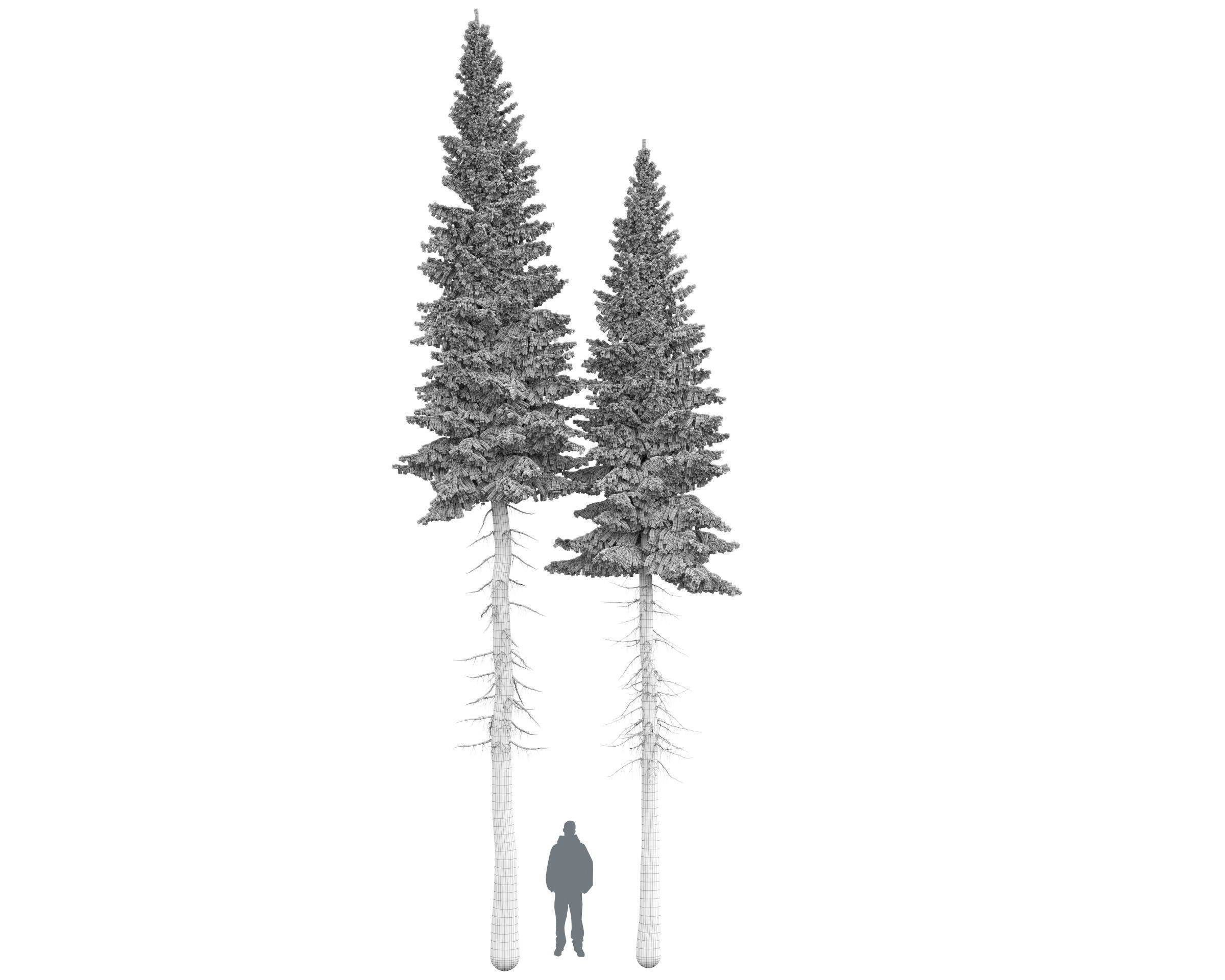 Siberian spruce Picea obovata 11m and 10m 3D model_9
