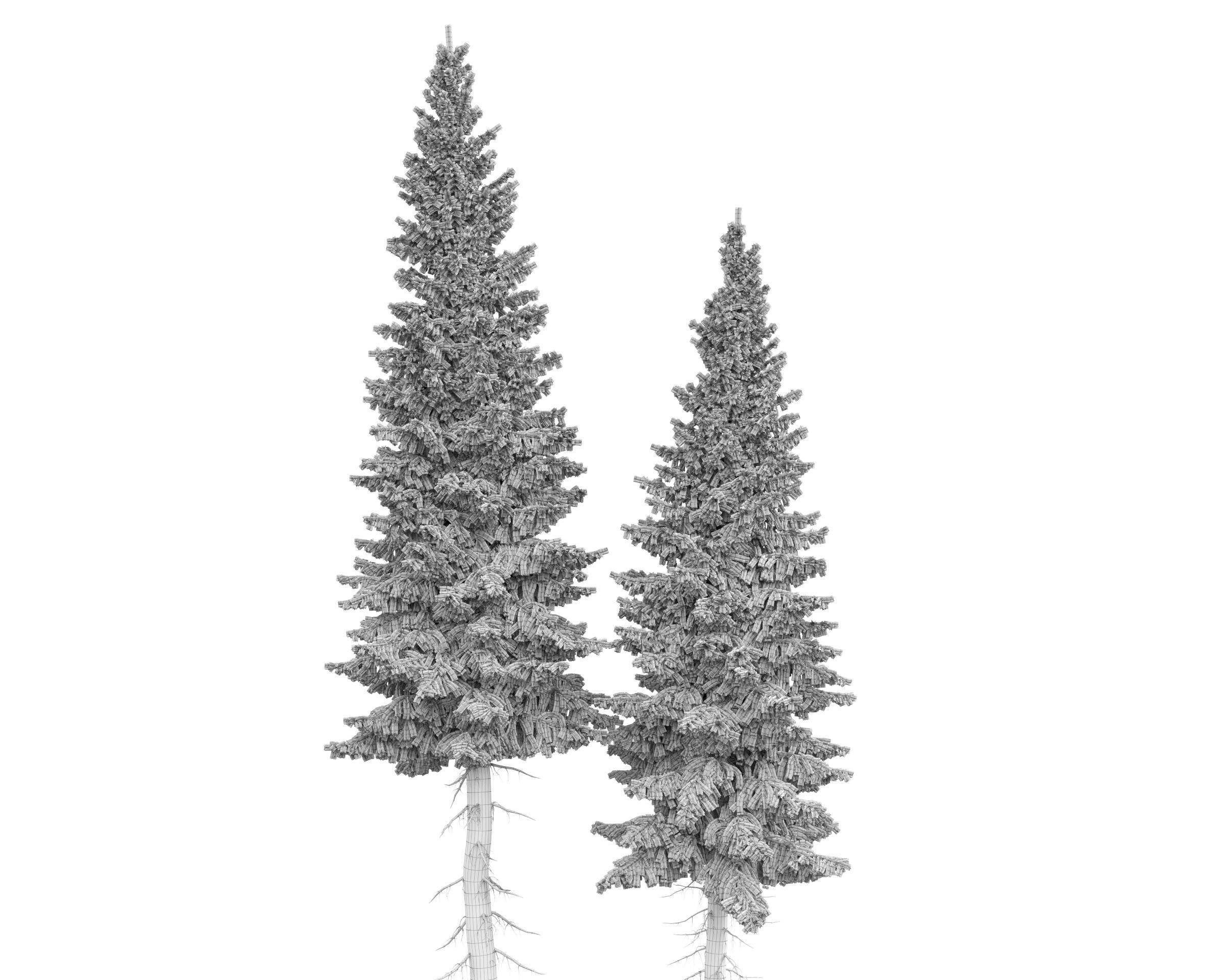 Siberian spruce Picea obovata 11m and 10m 3D model_18