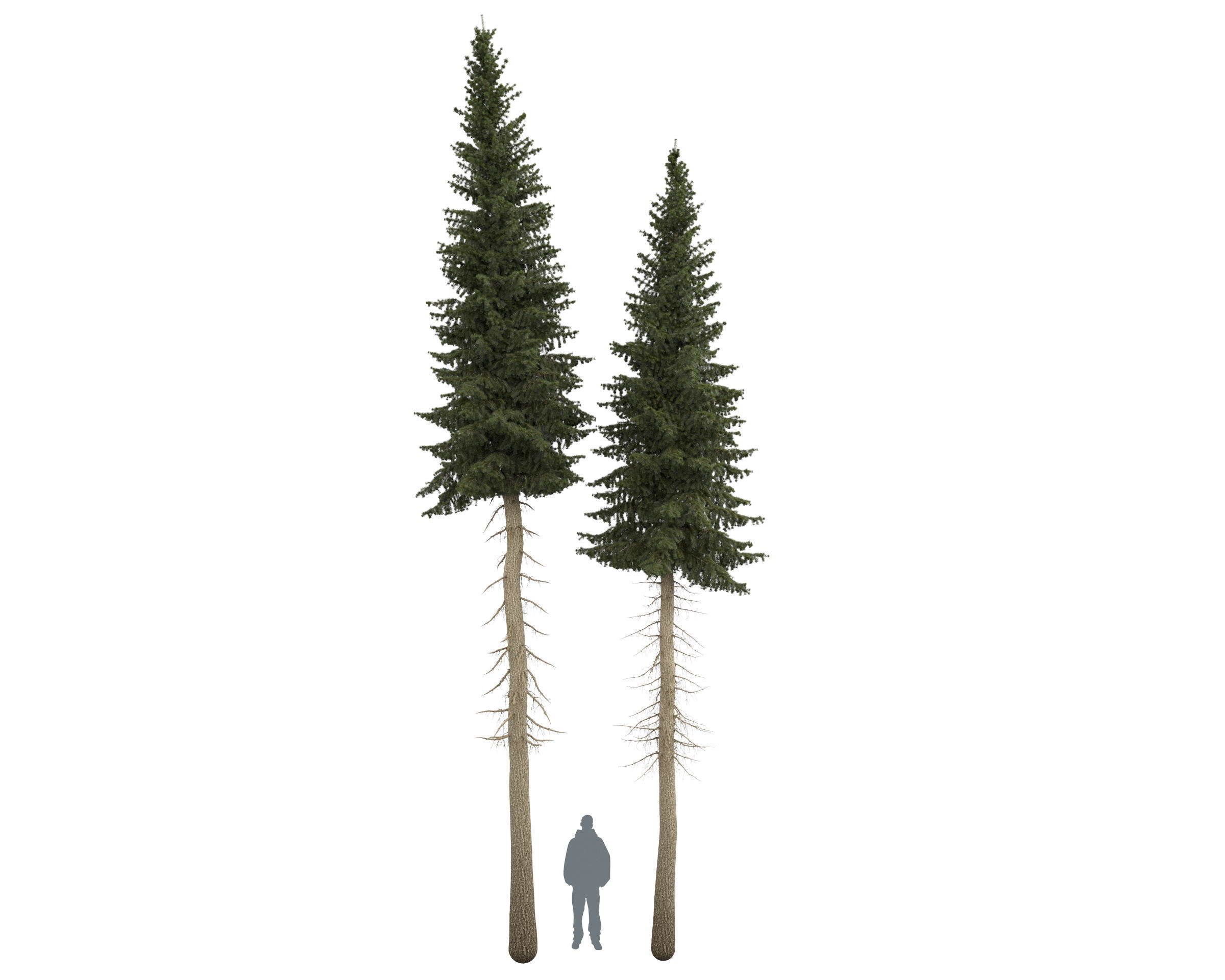 Siberian spruce Picea obovata 11m and 10m 3D model_5