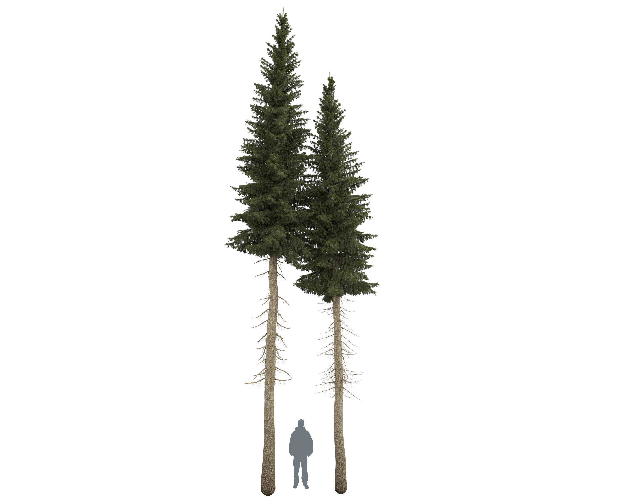 Siberian spruce Picea obovata 11m and 10m 3D model_10