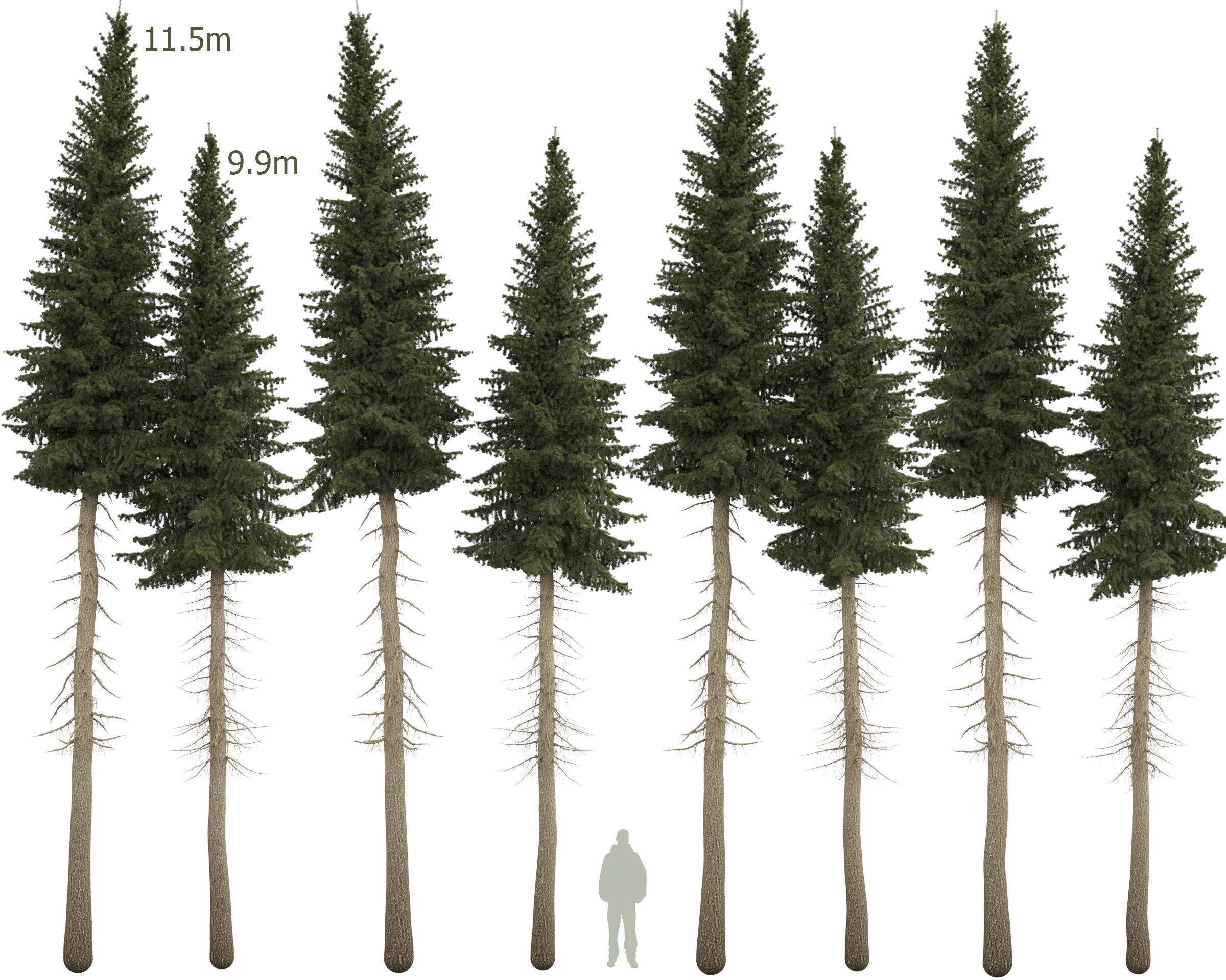 Siberian spruce Picea obovata 11m and 10m 3D model_1