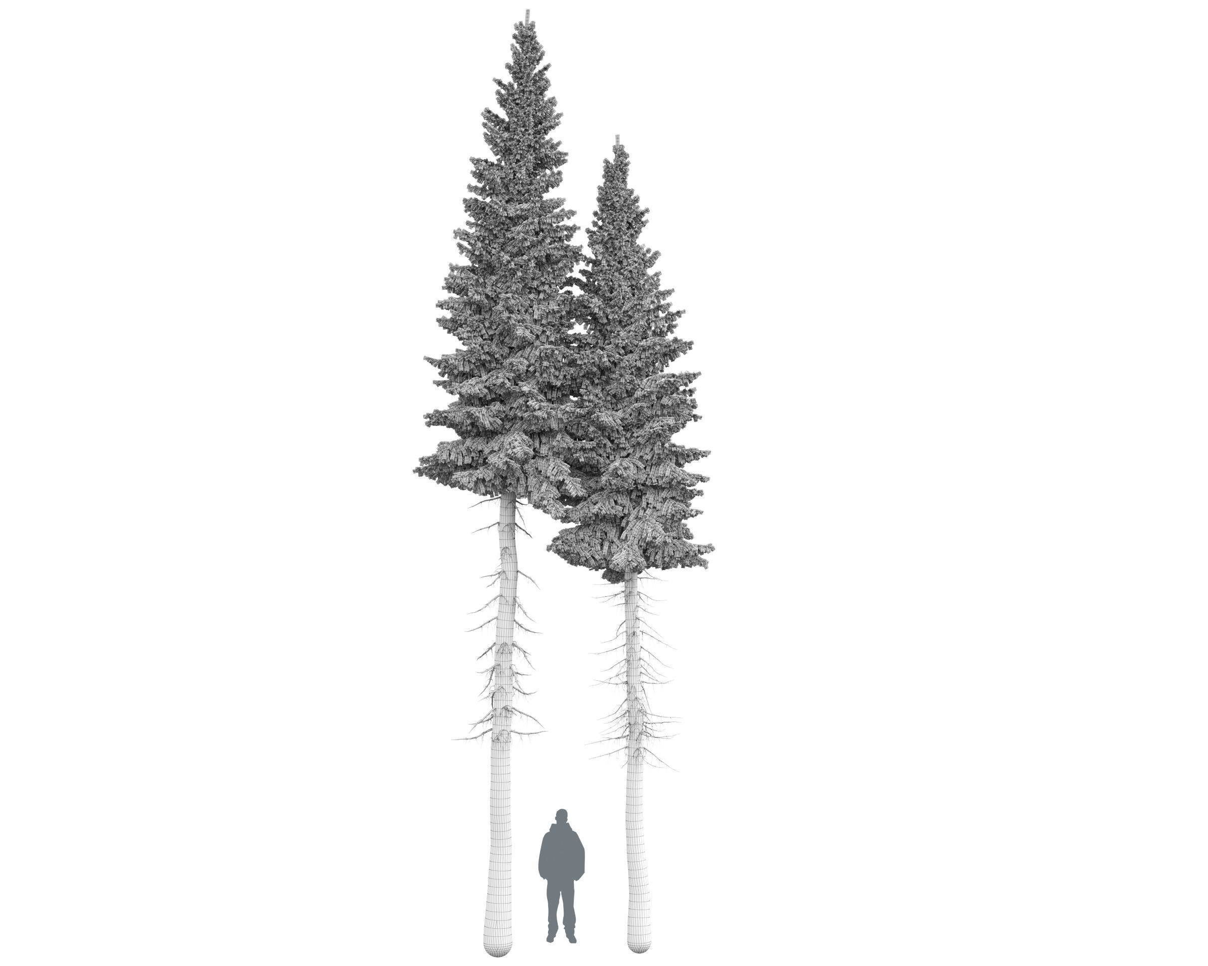 Siberian spruce Picea obovata 11m and 10m 3D model_12