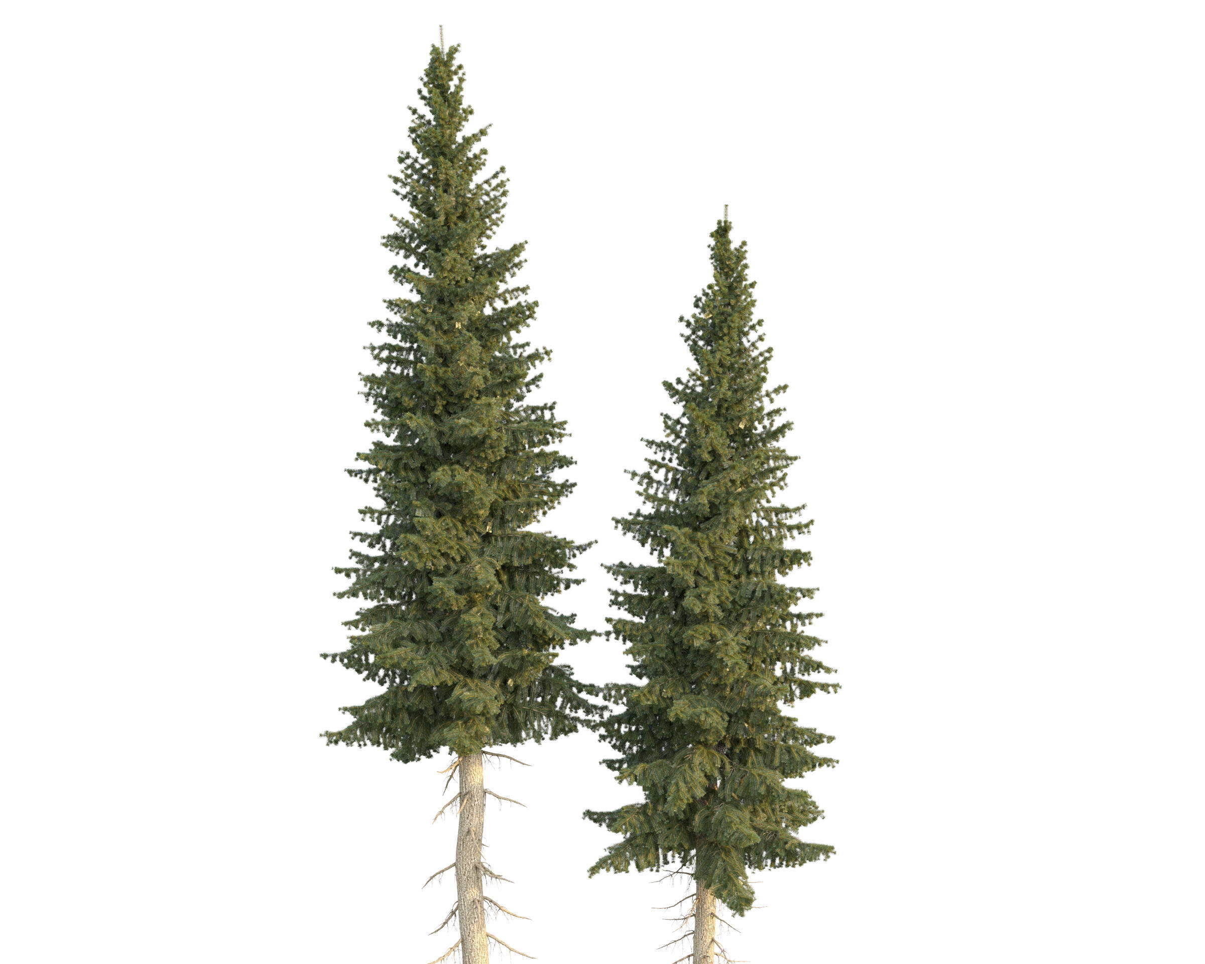 Siberian spruce Picea obovata 11m and 10m 3D model_17