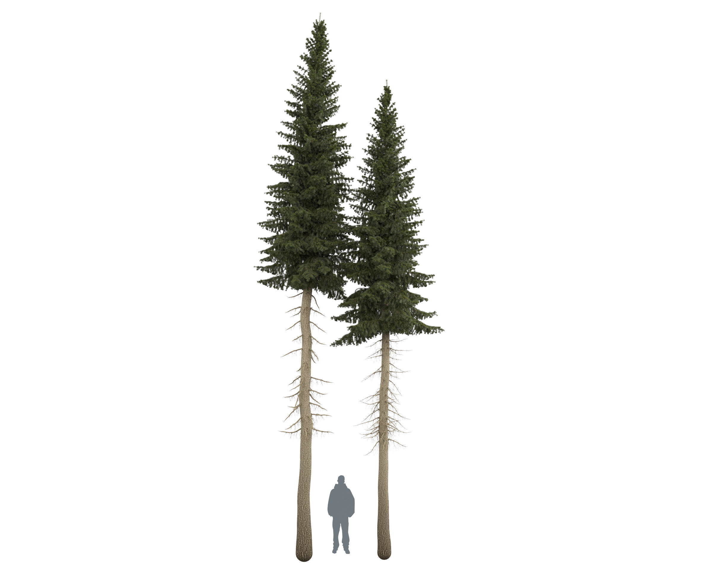Siberian spruce Picea obovata 11m and 10m 3D model_13